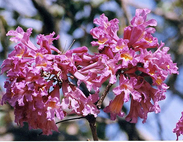 Pink Trumpet Tree (Tabebuia Impetiginosa) — Often growing to a height of 20 to 30 feet with a similar spread; it is adaptable to a wide range of, image 109