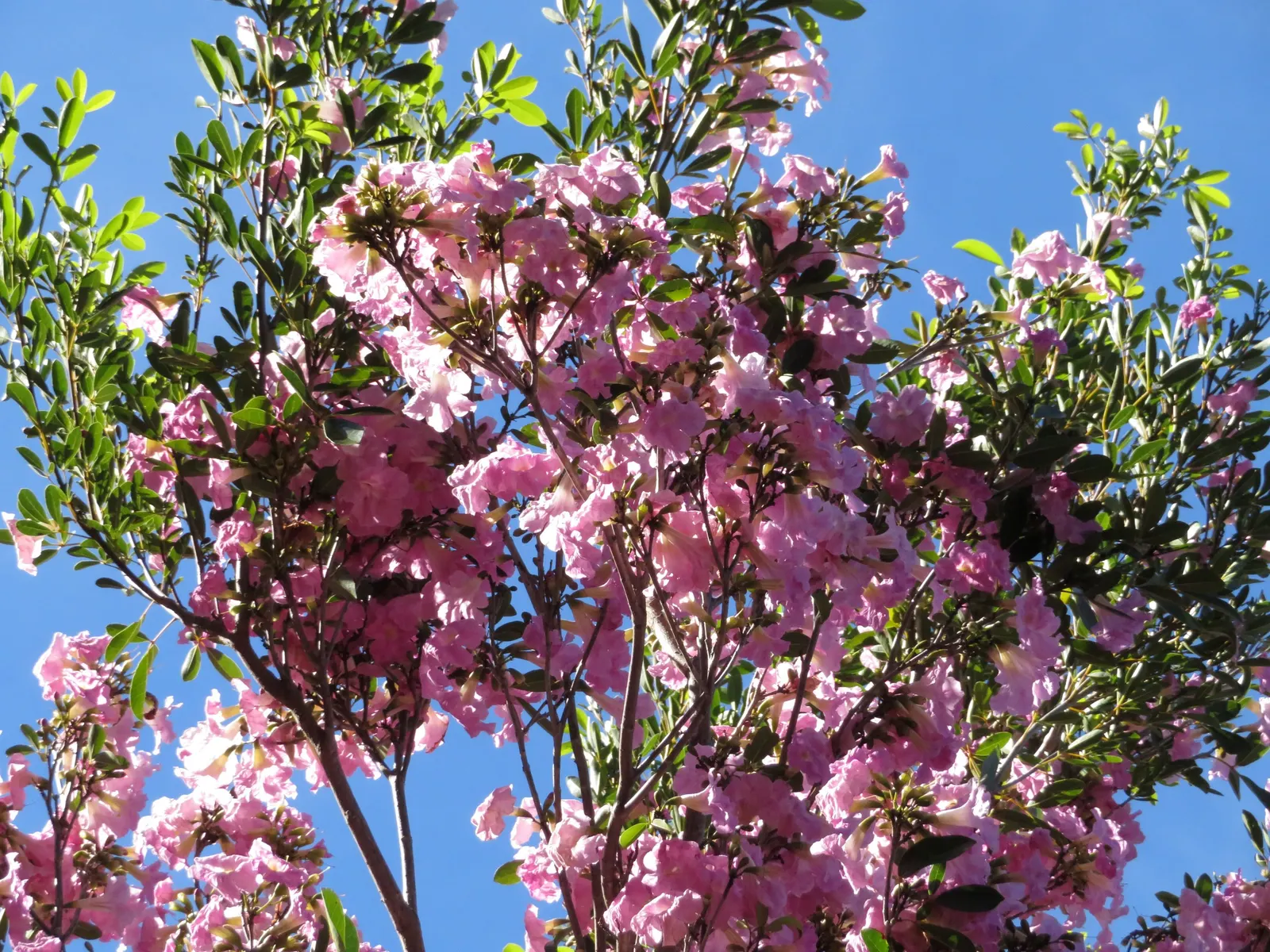 Pink Trumpet Tree (Tabebuia Impetiginosa) — tree with multi-colored and pink blooms; often growing to a height of 20 to 30 feet with a similar spread