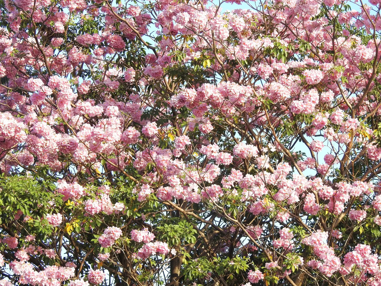 Pink Trumpet Tree (Tabebuia Impetiginosa) — multi-colored and pink flowers in the garden; tree for full or half, image 66
