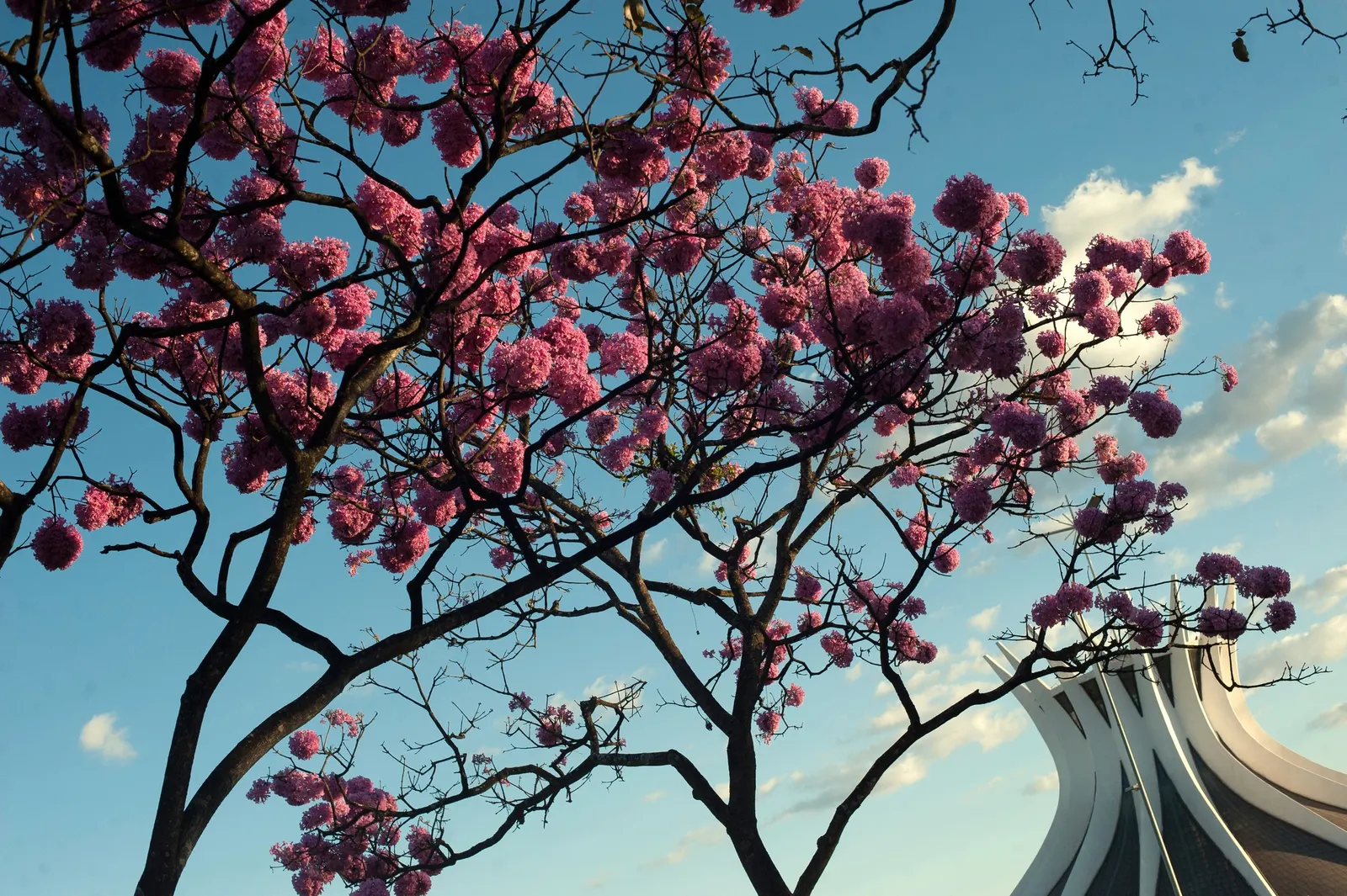 Pink Trumpet Tree (Tabebuia Impetiginosa) — Regular pruning may be necessary to maintain a strong structure, particularly when the tree is young, image 149