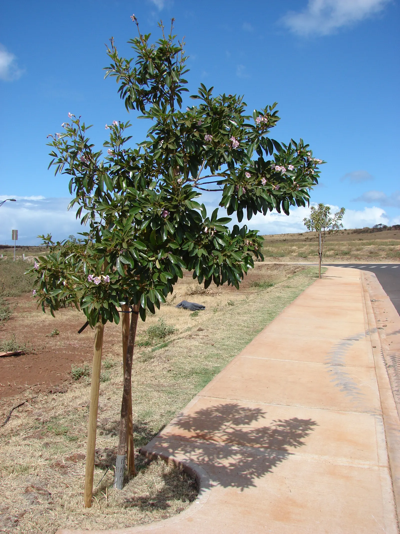 Pink Trumpet Tree (Tabebuia Impetiginosa) — this species boasts a moderate growth rate and a broad; prefers well-drained soil, full sun exposure, image 59