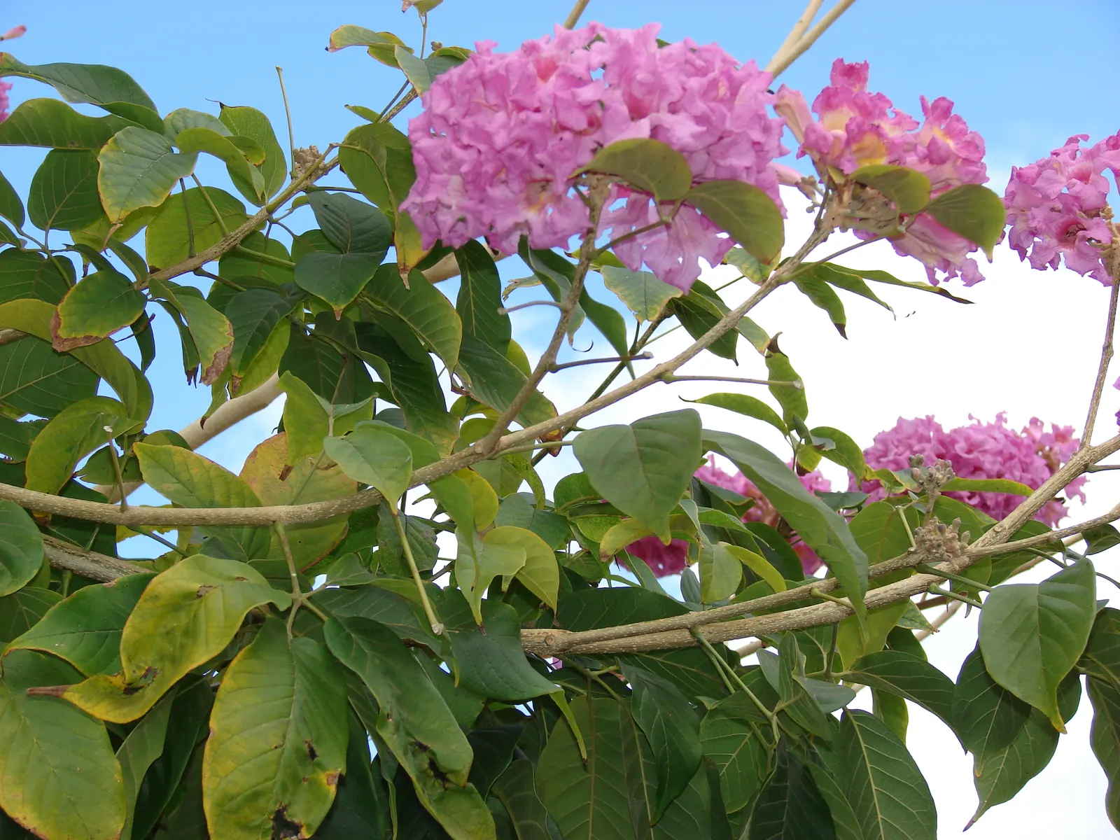 Pink Trumpet Tree (Tabebuia Impetiginosa) — which are deep green throughout the growing season and can grow up to 6 to 8 inches long; is a, image 113