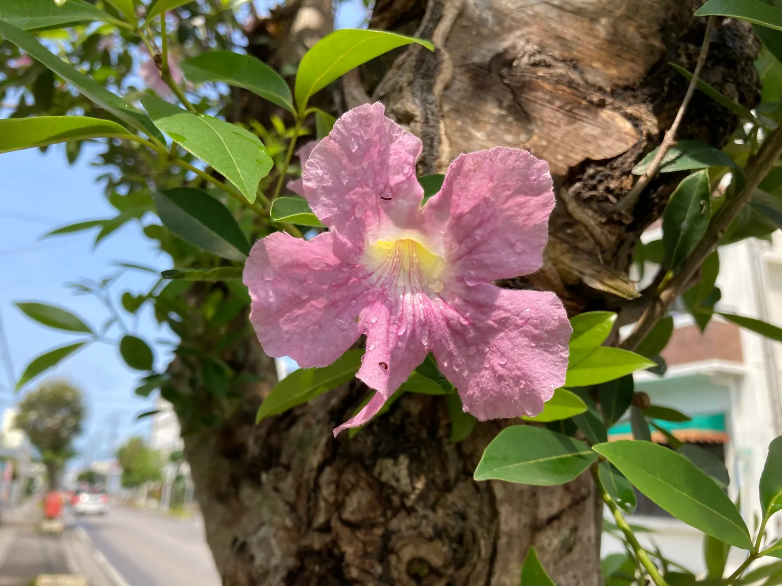 Pink Trumpet Tree (Tabebuia Impetiginosa) — Regular pruning may be necessary to maintain a strong structure, particularly when the tree is young, image 64