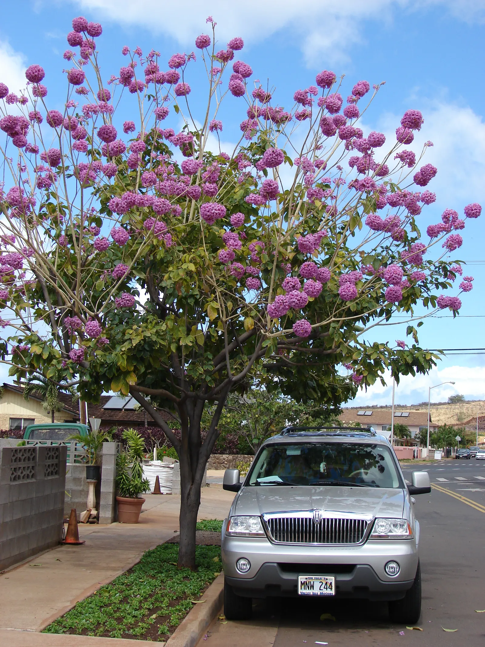 Pink Trumpet Tree (Tabebuia Impetiginosa) — It is adaptable to a wide range of soil conditions, provided that there is adequate drainage; regular, image 114