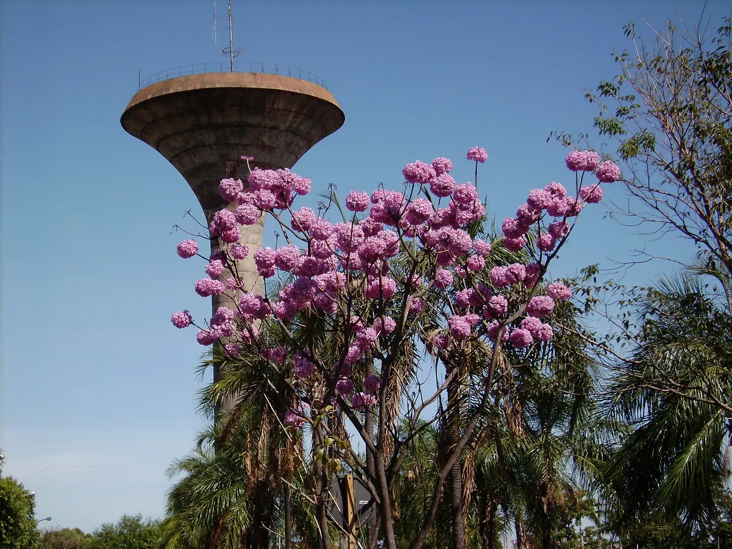 Pink Trumpet Tree (Tabebuia Impetiginosa) — is a picturesque deciduous tree renowned for its showy floral display; scientific name Tabebuia, image 142
