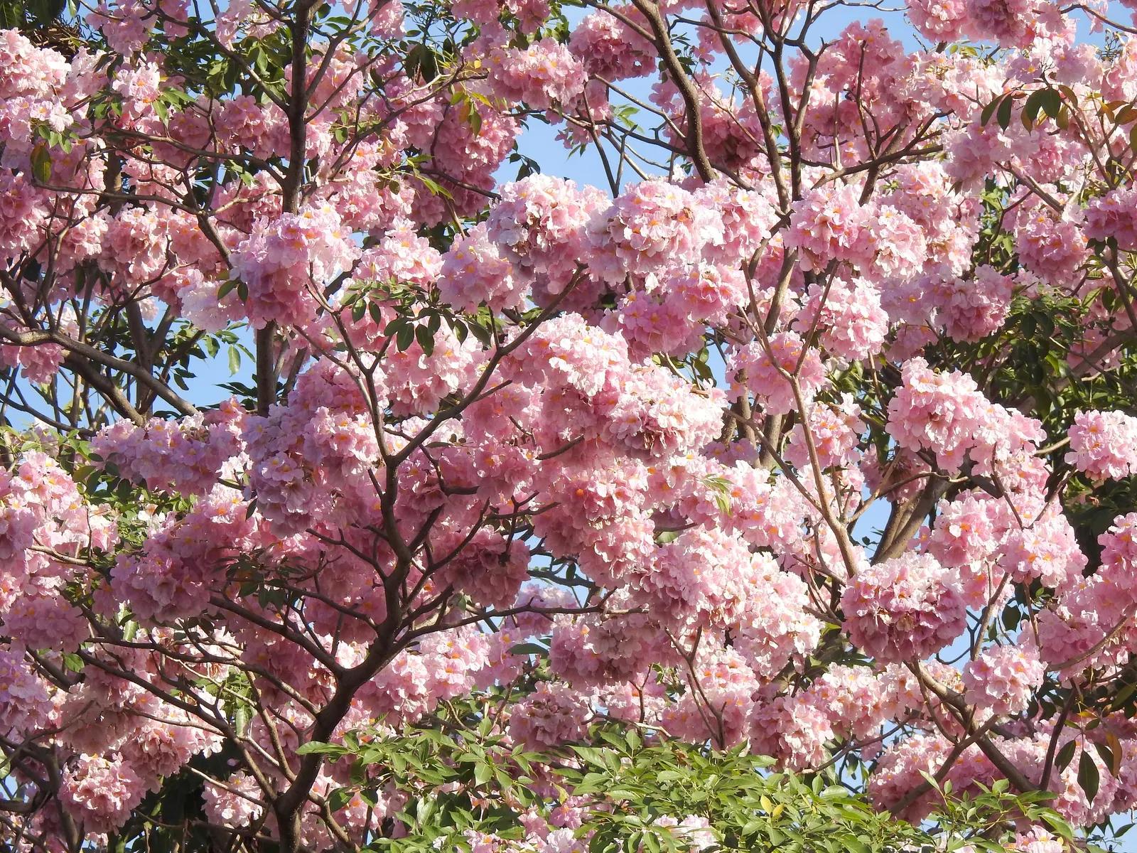 Pink Trumpet Tree (Tabebuia Impetiginosa) — is a picturesque deciduous tree renowned for its showy floral display; scientific name Tabebuia, image 57