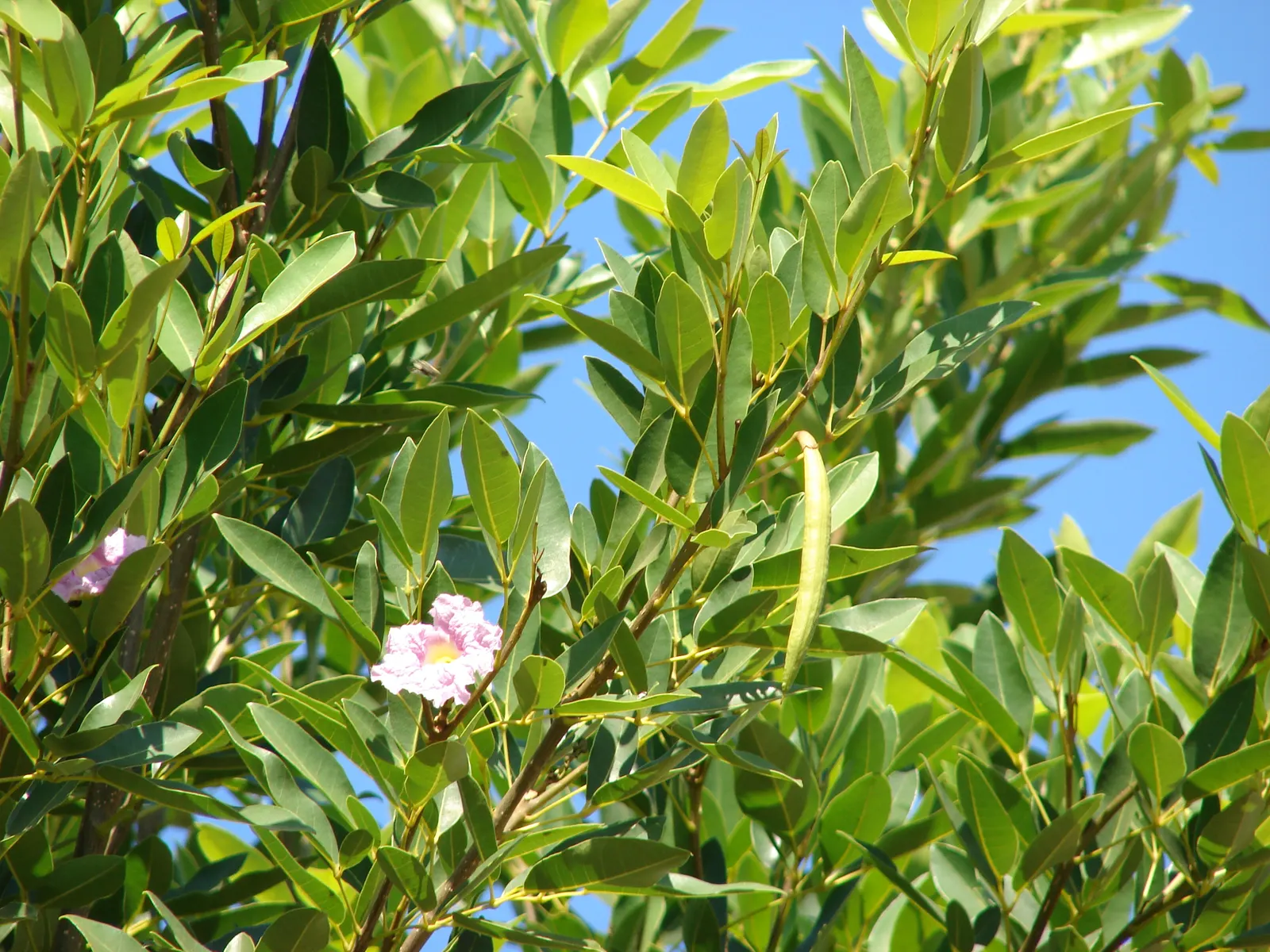Pink Trumpet Tree (Tabebuia Impetiginosa) — Zones 9-11 are best suited for growth; this species boasts a moderate growth rate and a broad, image 55