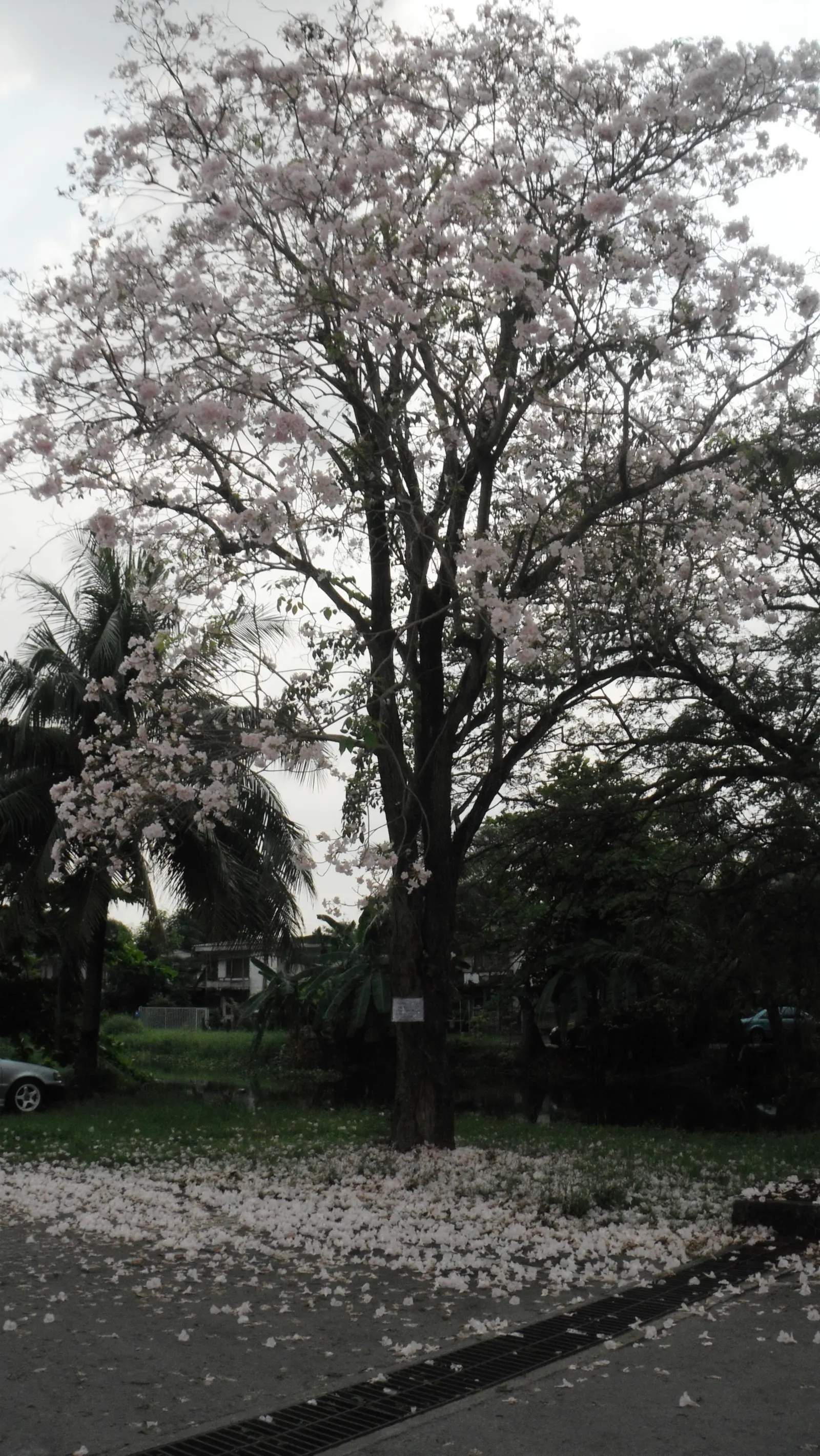 Pink Trumpet Tree (Tabebuia Impetiginosa) — Often growing to a height of 20 to 30 feet with a similar spread; it is adaptable to a wide range of, image 75