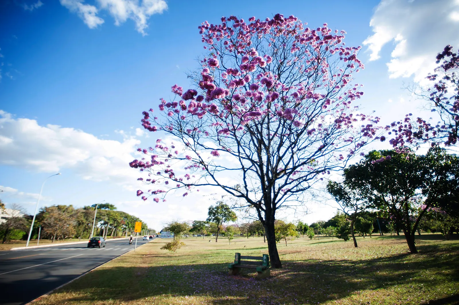 Pink Trumpet Tree (Tabebuia Impetiginosa) — multi-colored and pink flowers in the garden; tree for full or half, image 151