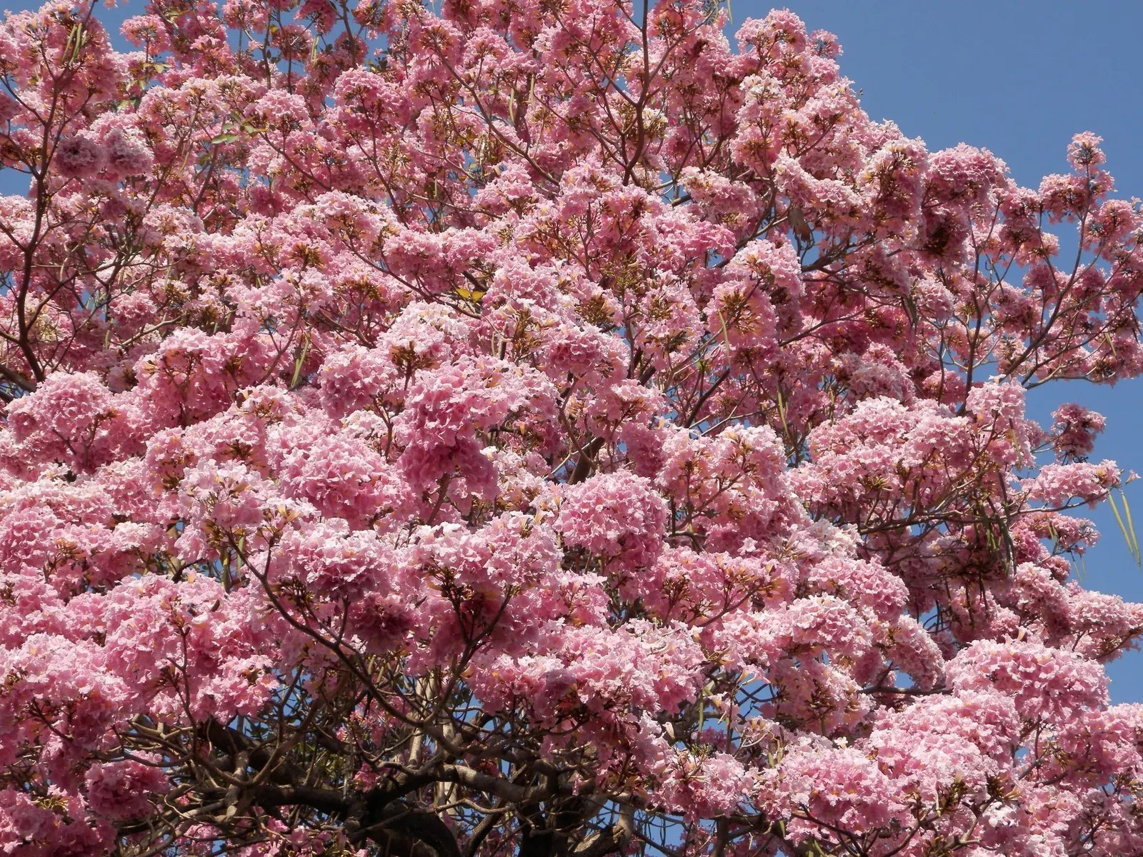 Pink Trumpet Tree (Tabebuia Impetiginosa) — Reaching up to 50 feet, it displays a moderate growth rate and a spreading canopy of roughly 25 to 35, image 69