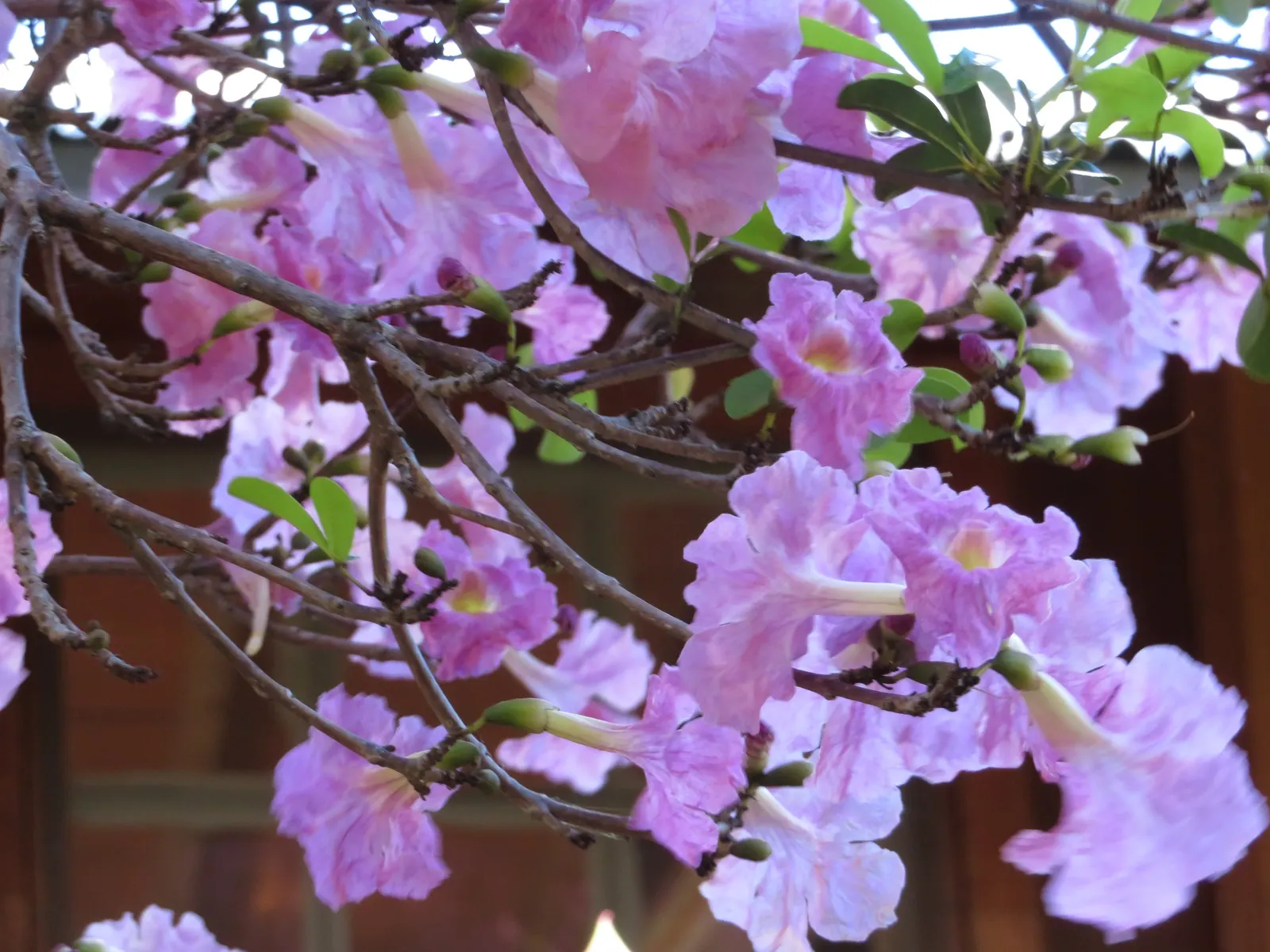 Pink Trumpet Tree (Tabebuia Impetiginosa) — tree for full or half; taking into account its eventual width to avoid overcrowding