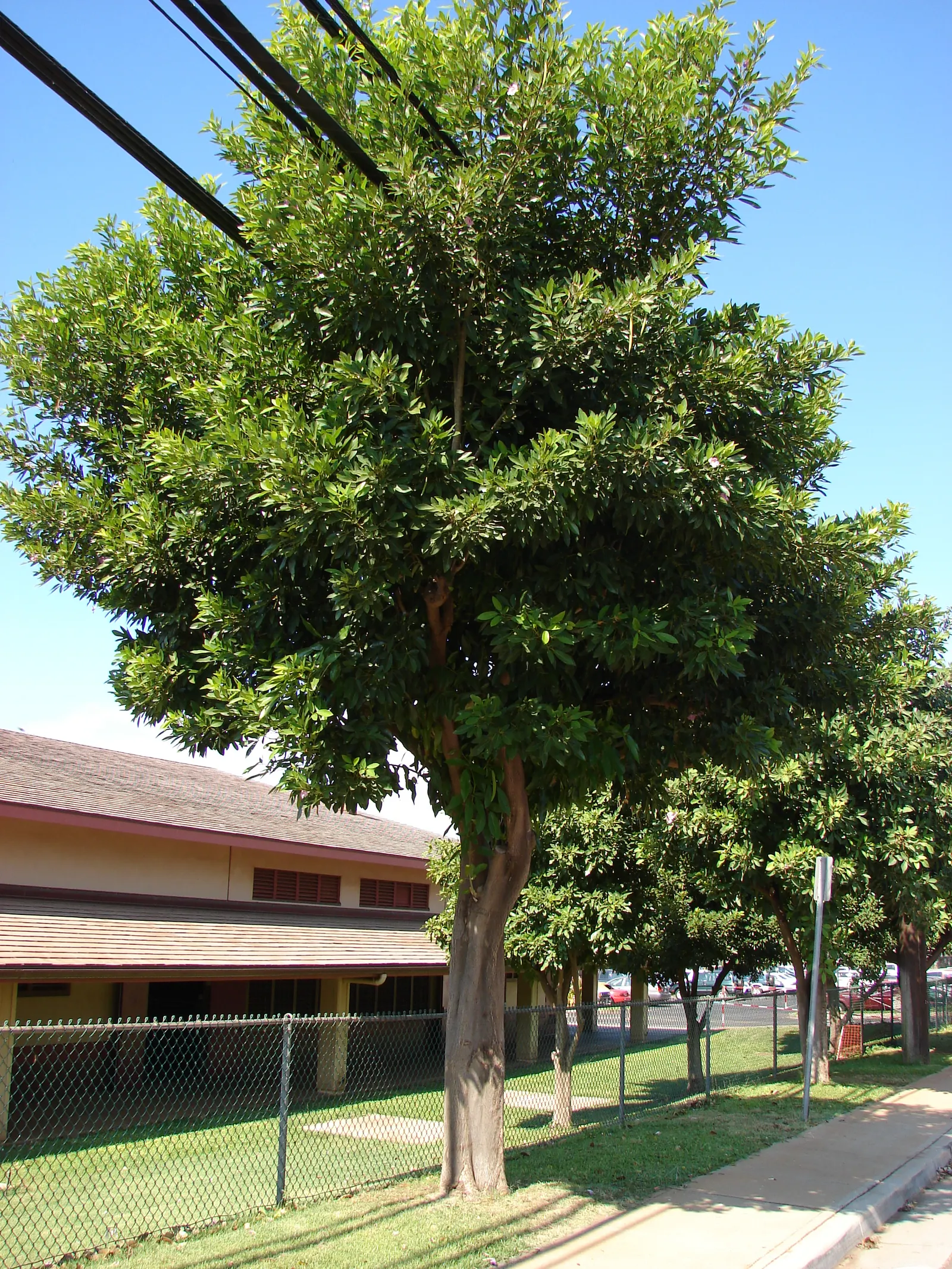 Pink Trumpet Tree (Tabebuia Impetiginosa) — Regular pruning may be necessary to maintain a strong structure, particularly when the tree is young, image 47
