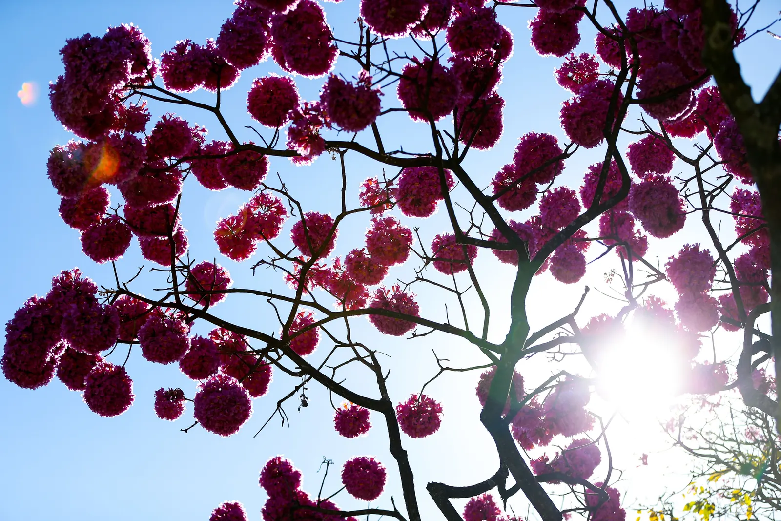 Pink Trumpet Tree (Tabebuia Impetiginosa) — Zones 9-11 are best suited for growth; this species boasts a moderate growth rate and a broad, image 123