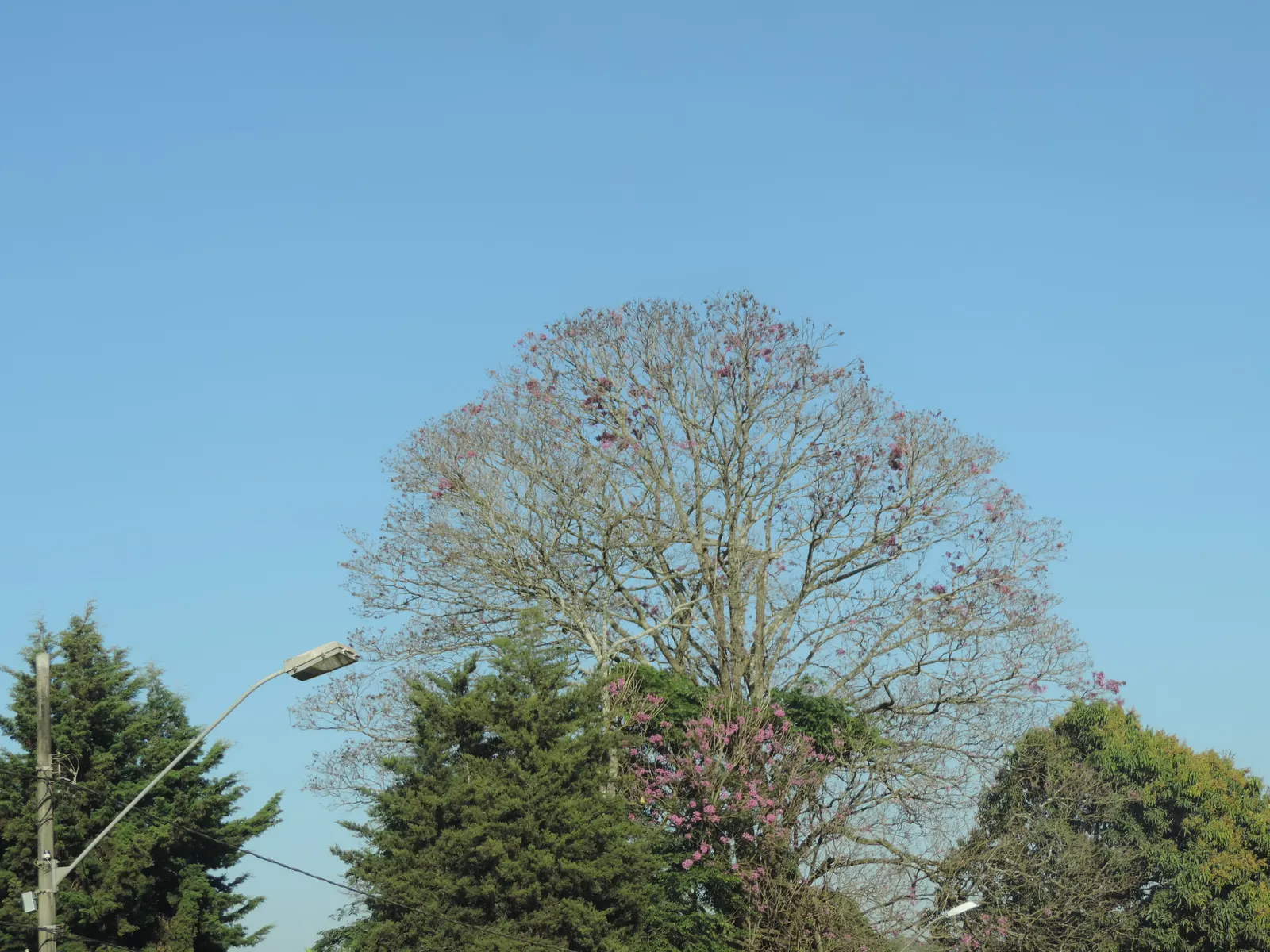 Pink Trumpet Tree (Tabebuia Impetiginosa) — Each flower spans roughly 2 to 3 inches, image 145