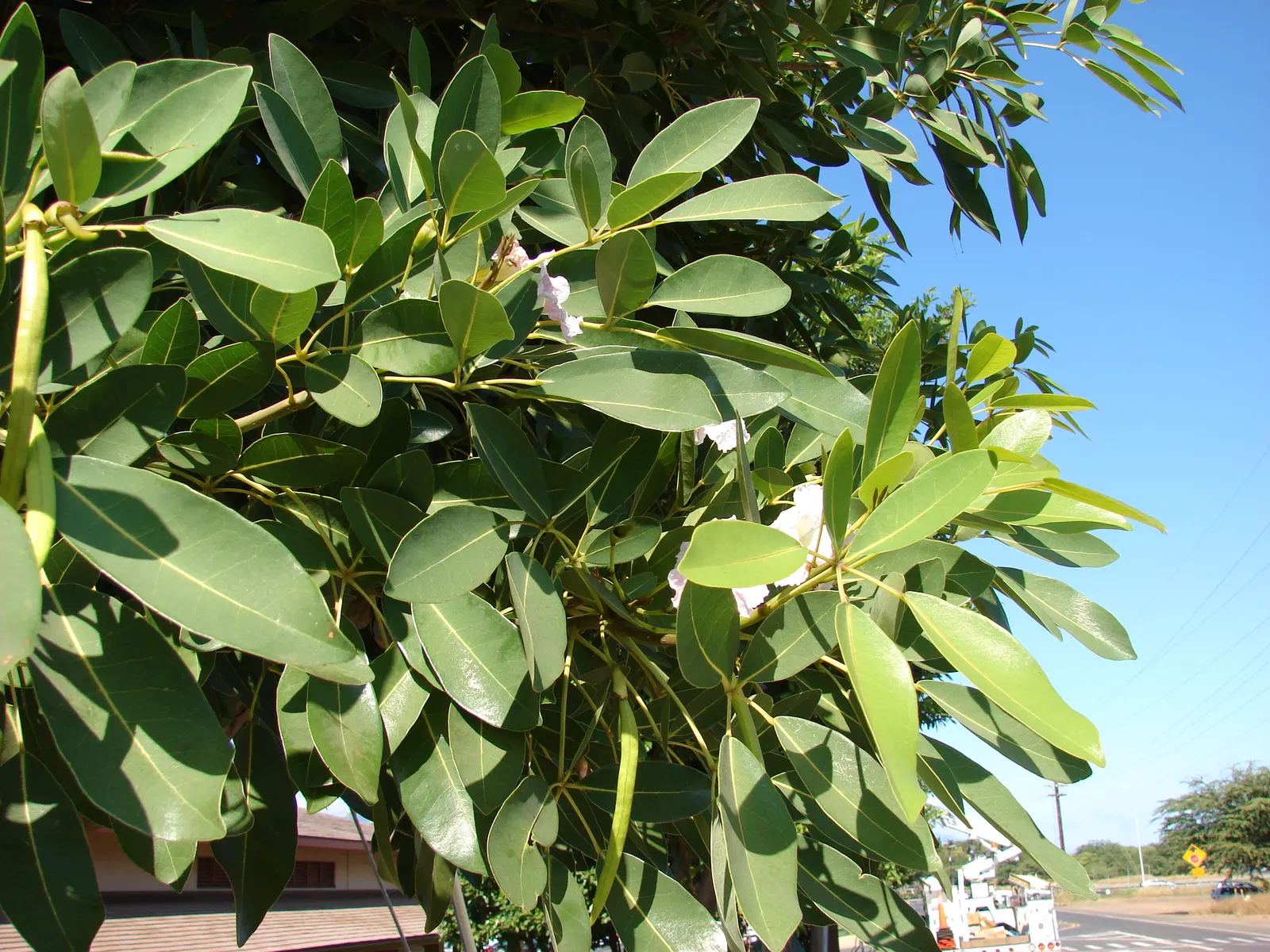 Pink Trumpet Tree (Tabebuia Impetiginosa) — typically with five leaflets; tree with multi-colored and pink blooms, image 61