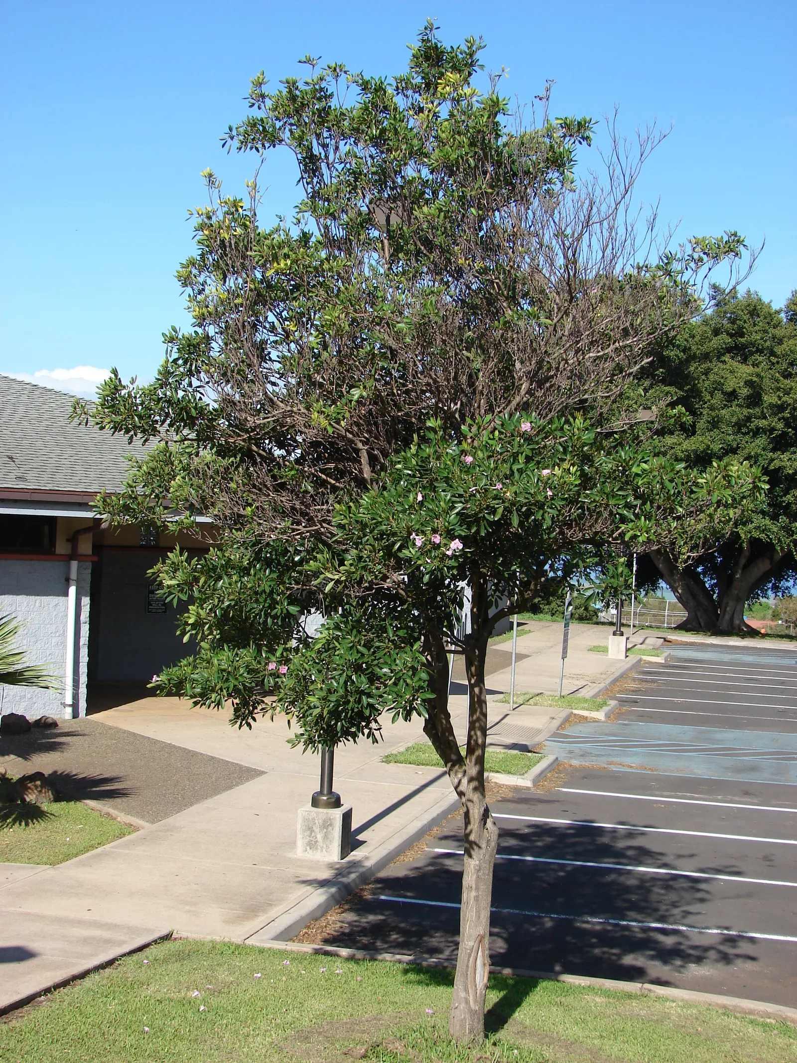 Pink Trumpet Tree (Tabebuia Impetiginosa) — taking into account its eventual width to avoid overcrowding; typically with five leaflets, image 48