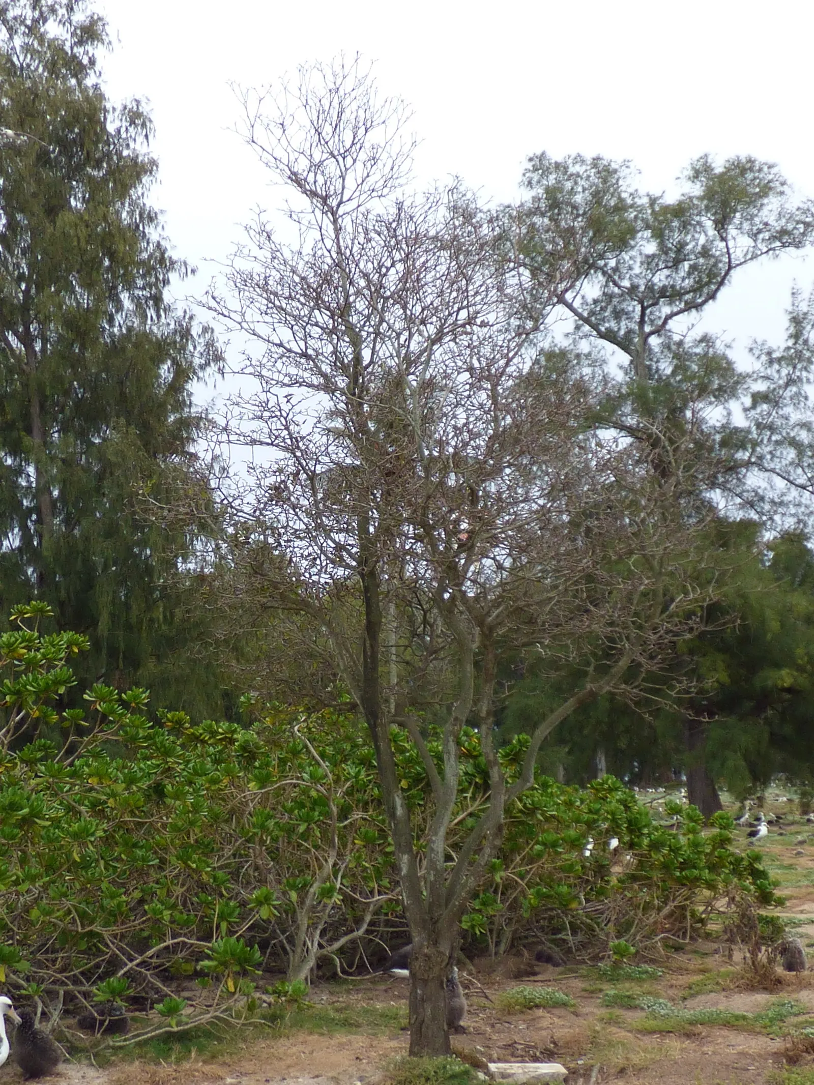 Pink Trumpet Tree (Tabebuia Impetiginosa) — Reaching up to 50 feet, it displays a moderate growth rate and a spreading canopy of roughly 25 to 35, image 35