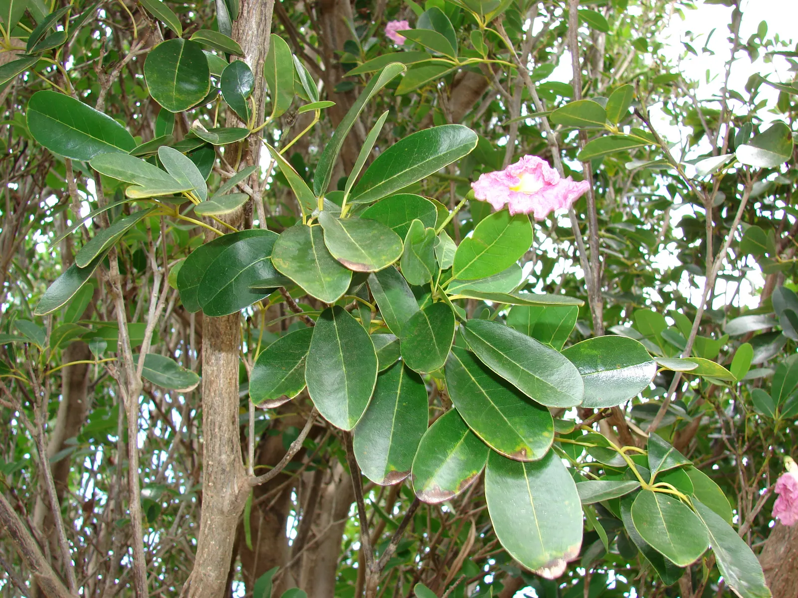 Pink Trumpet Tree (Tabebuia Impetiginosa) — Each flower spans roughly 2 to 3 inches, image 43