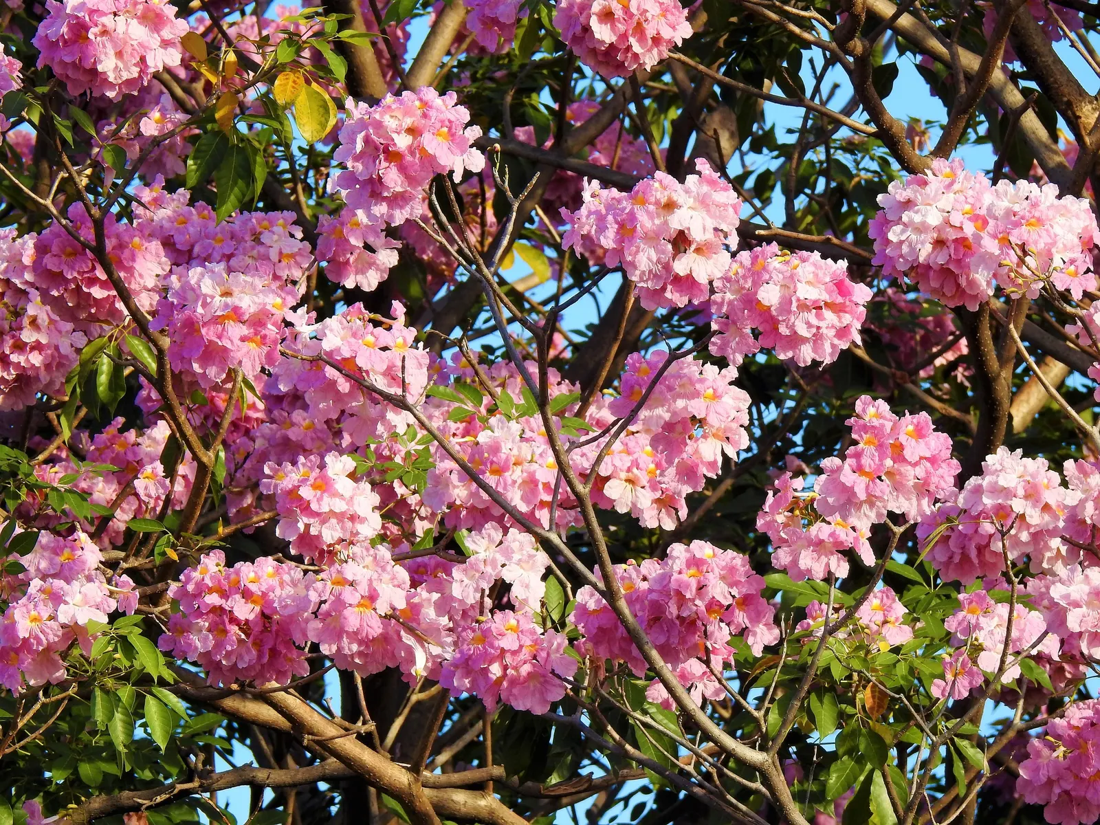 Pink Trumpet Tree (Tabebuia Impetiginosa) — Often growing to a height of 20 to 30 feet with a similar spread; it is adaptable to a wide range of, image 58