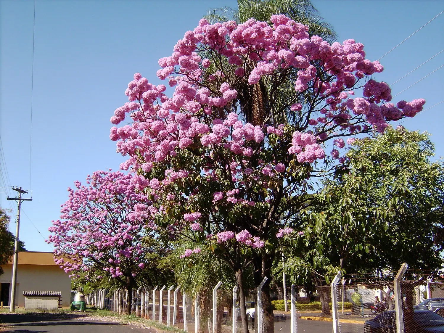 Pink Trumpet Tree (Tabebuia Impetiginosa) — It is adaptable to a wide range of soil conditions, provided that there is adequate drainage; regular, image 148