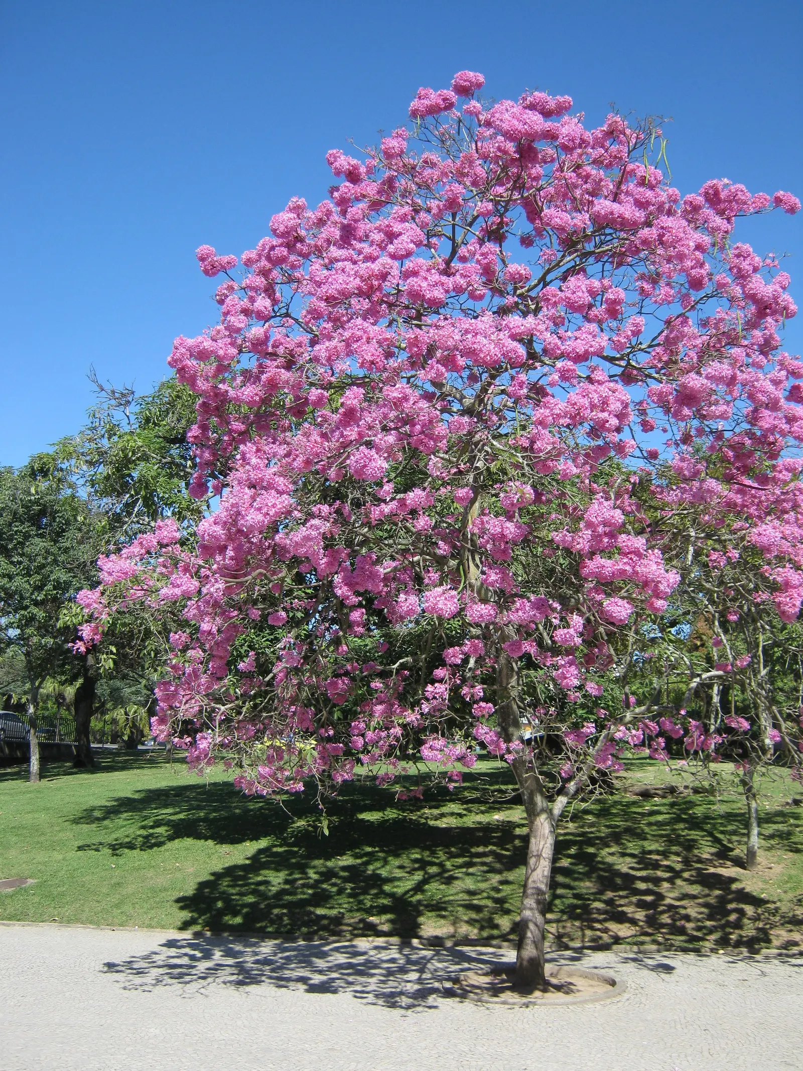Pink Trumpet Tree (Tabebuia Impetiginosa) — Zones 9-11 are best suited for growth; this species boasts a moderate growth rate and a broad, image 157