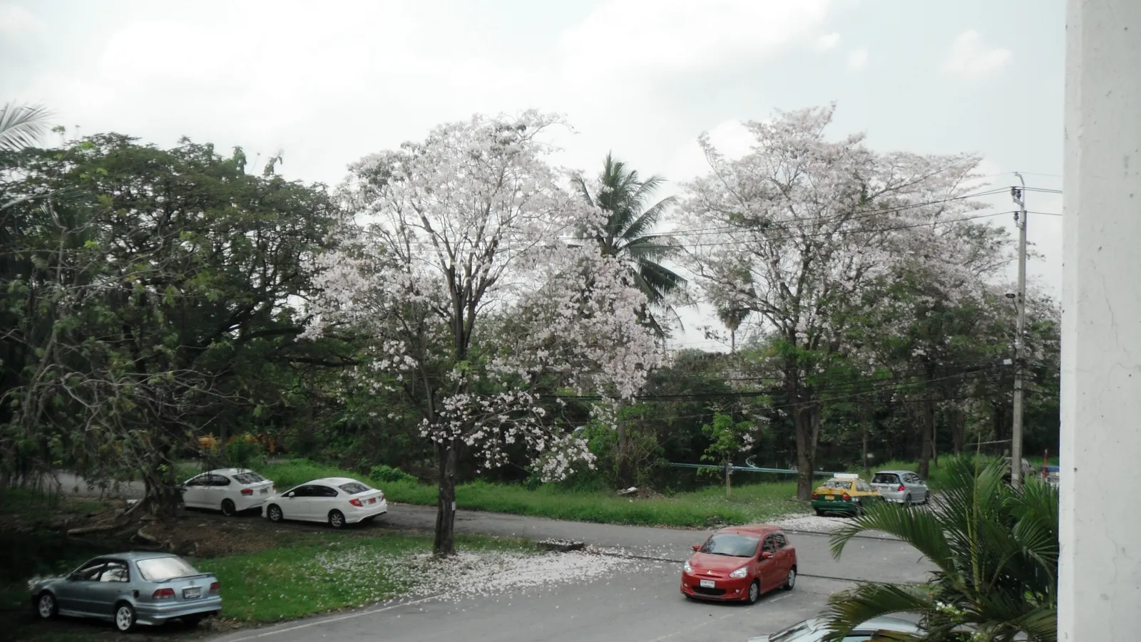 Pink Trumpet Tree (Tabebuia Impetiginosa) — Zones 9-11 are best suited for growth; this species boasts a moderate growth rate and a broad, image 72