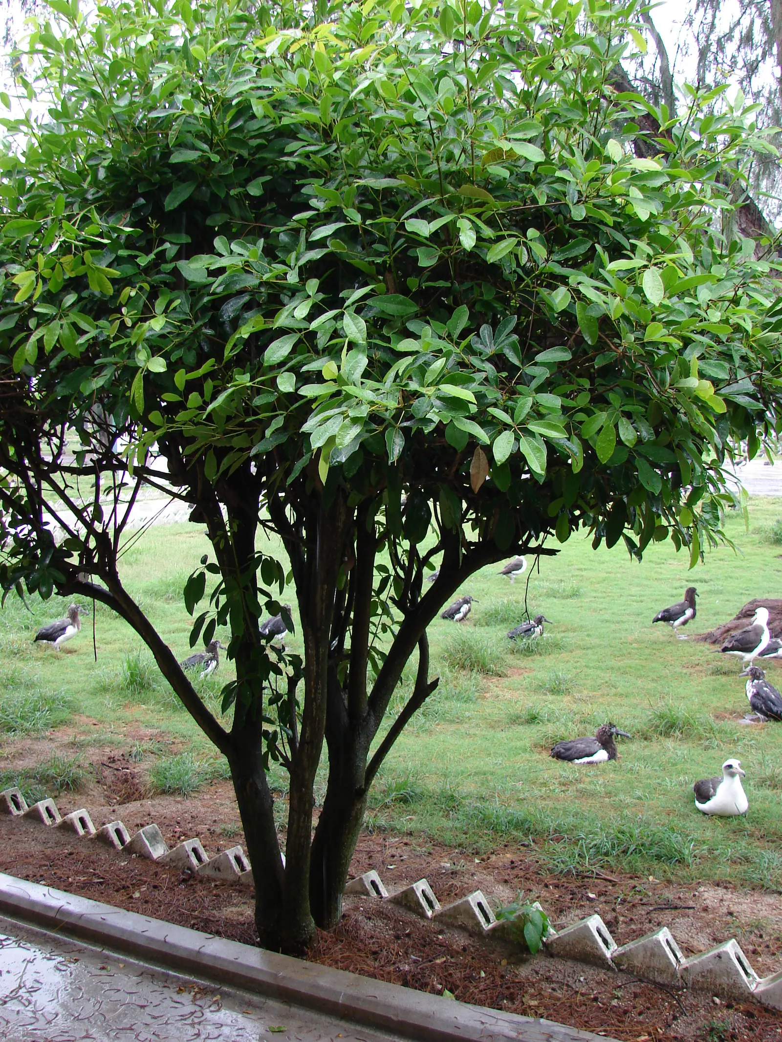 Pink Trumpet Tree (Tabebuia Impetiginosa) — typically with five leaflets; tree with multi-colored and pink blooms