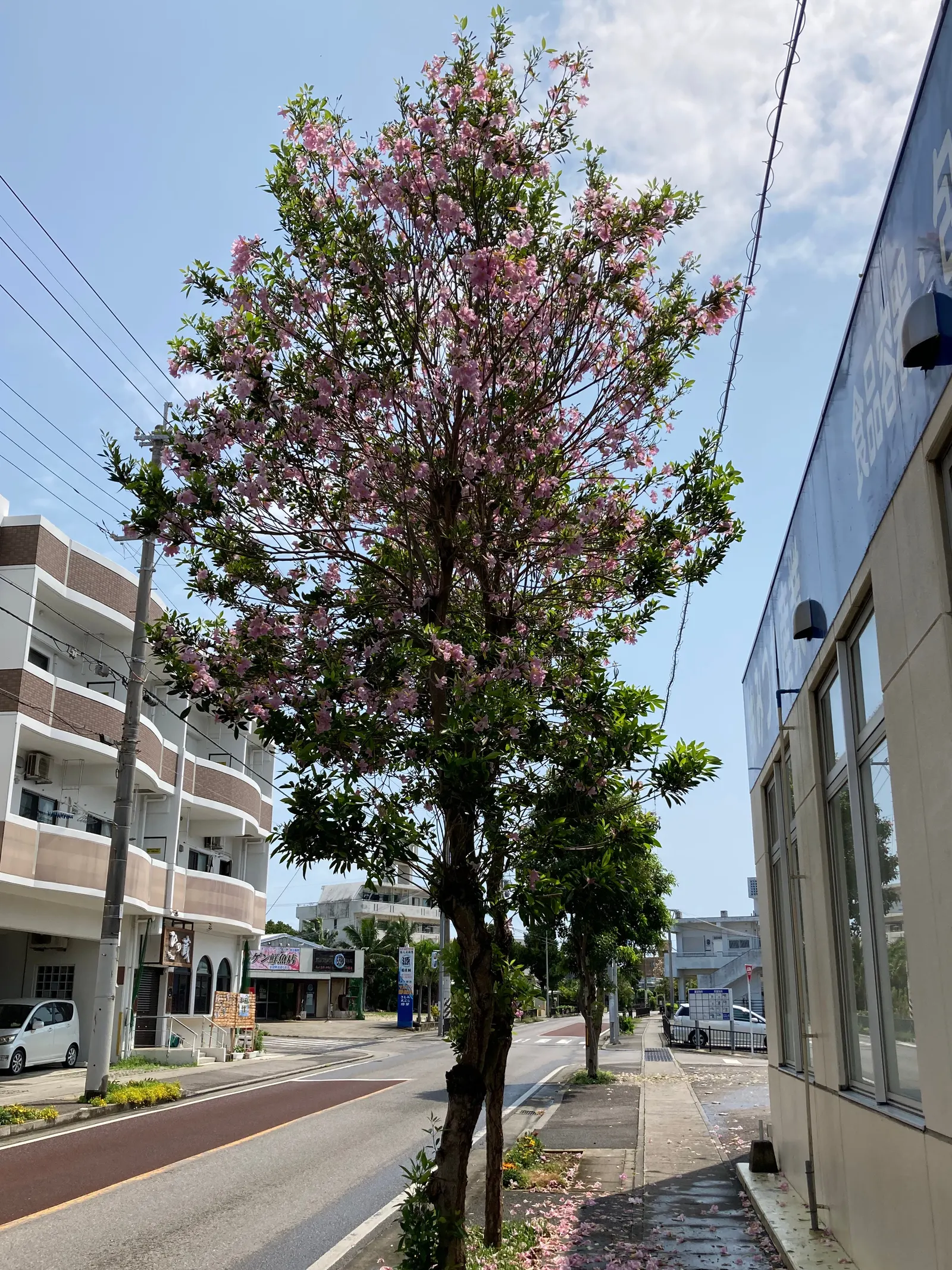Pink Trumpet Tree (Tabebuia Impetiginosa) — It is adaptable to a wide range of soil conditions, provided that there is adequate drainage; regular, image 63