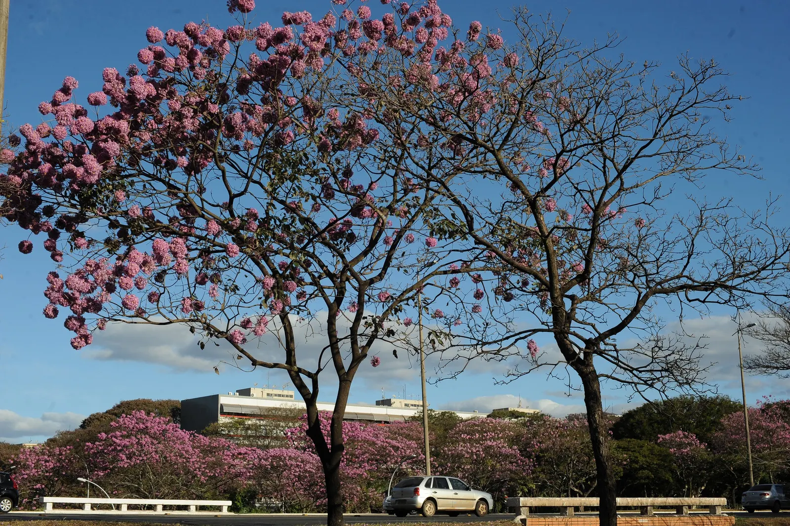 Pink Trumpet Tree (Tabebuia Impetiginosa) — Reaching up to 50 feet, it displays a moderate growth rate and a spreading canopy of roughly 25 to 35, image 120