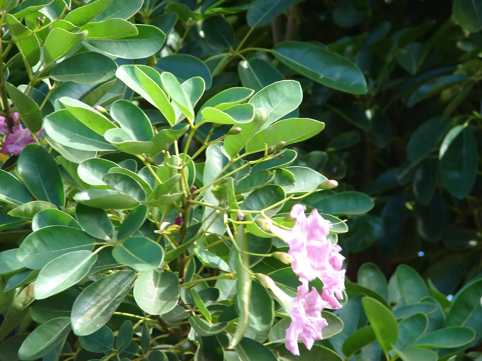 Pink Trumpet Tree (Tabebuia Impetiginosa) — multi-colored and pink flowers in the garden; tree for full or half, image 49