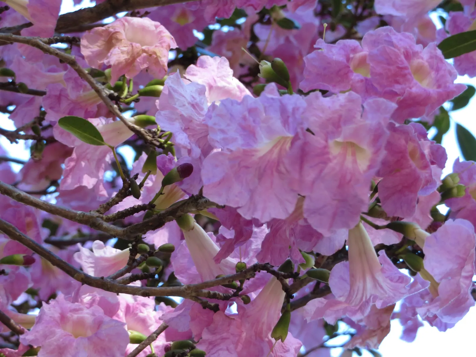 Pink Trumpet Tree (Tabebuia Impetiginosa) — taking into account its eventual width to avoid overcrowding; typically with five leaflets