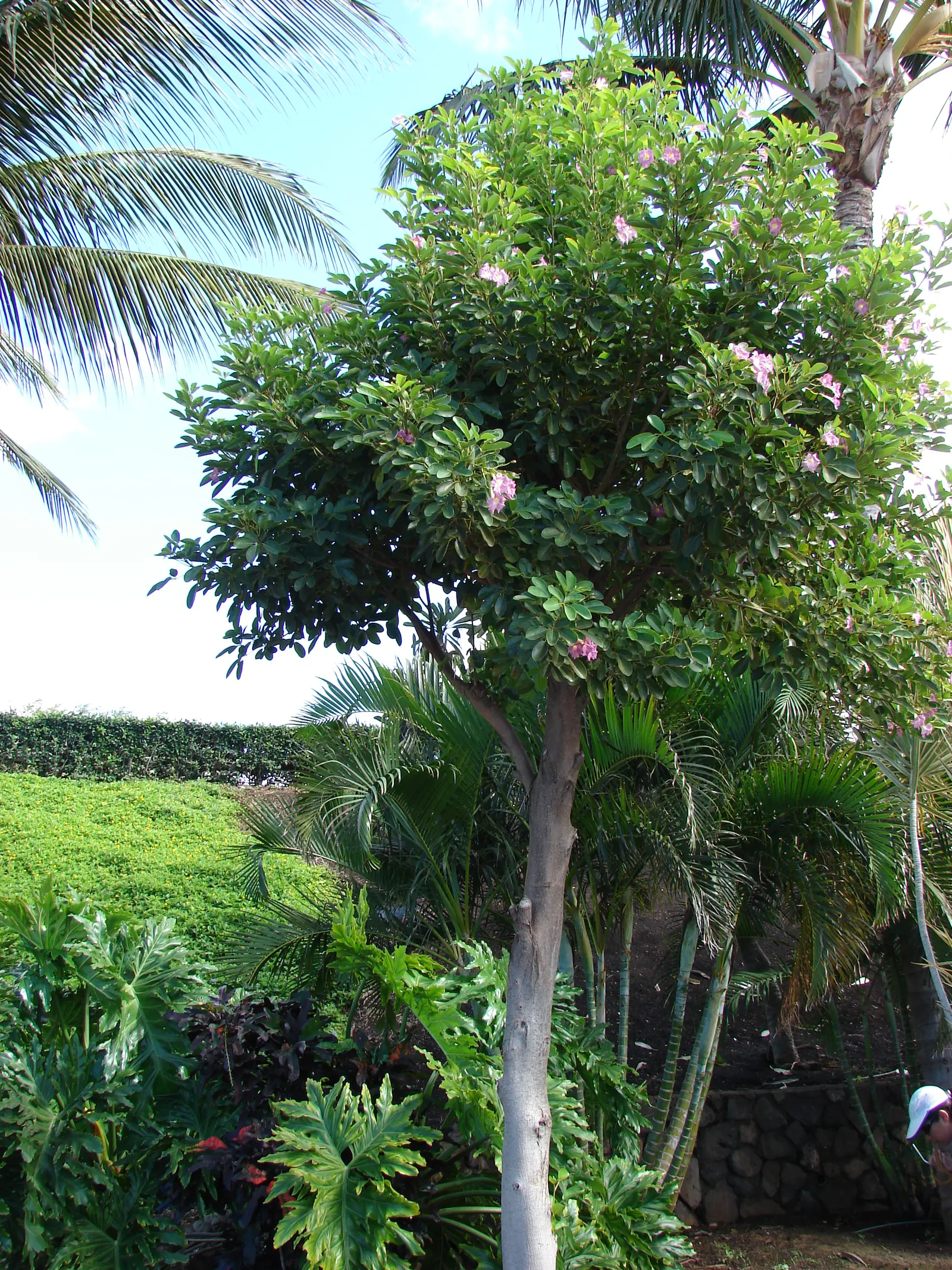 Pink Trumpet Tree (Tabebuia Impetiginosa) — is a picturesque deciduous tree renowned for its showy floral display; scientific name Tabebuia, image 40