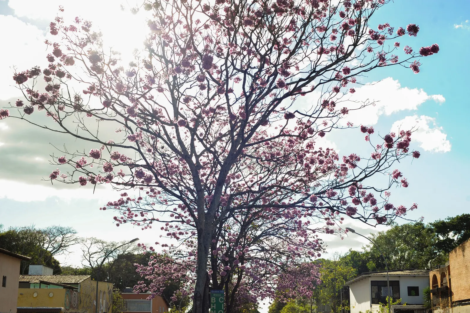 Pink Trumpet Tree (Tabebuia Impetiginosa) — which are deep green throughout the growing season and can grow up to 6 to 8 inches long; is a, image 164