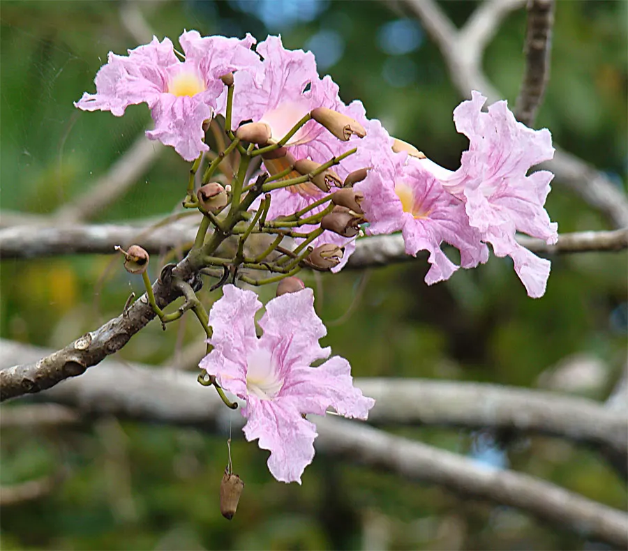 Pink Trumpet Tree (Tabebuia Impetiginosa) — is a picturesque deciduous tree renowned for its showy floral display; scientific name Tabebuia, image 74