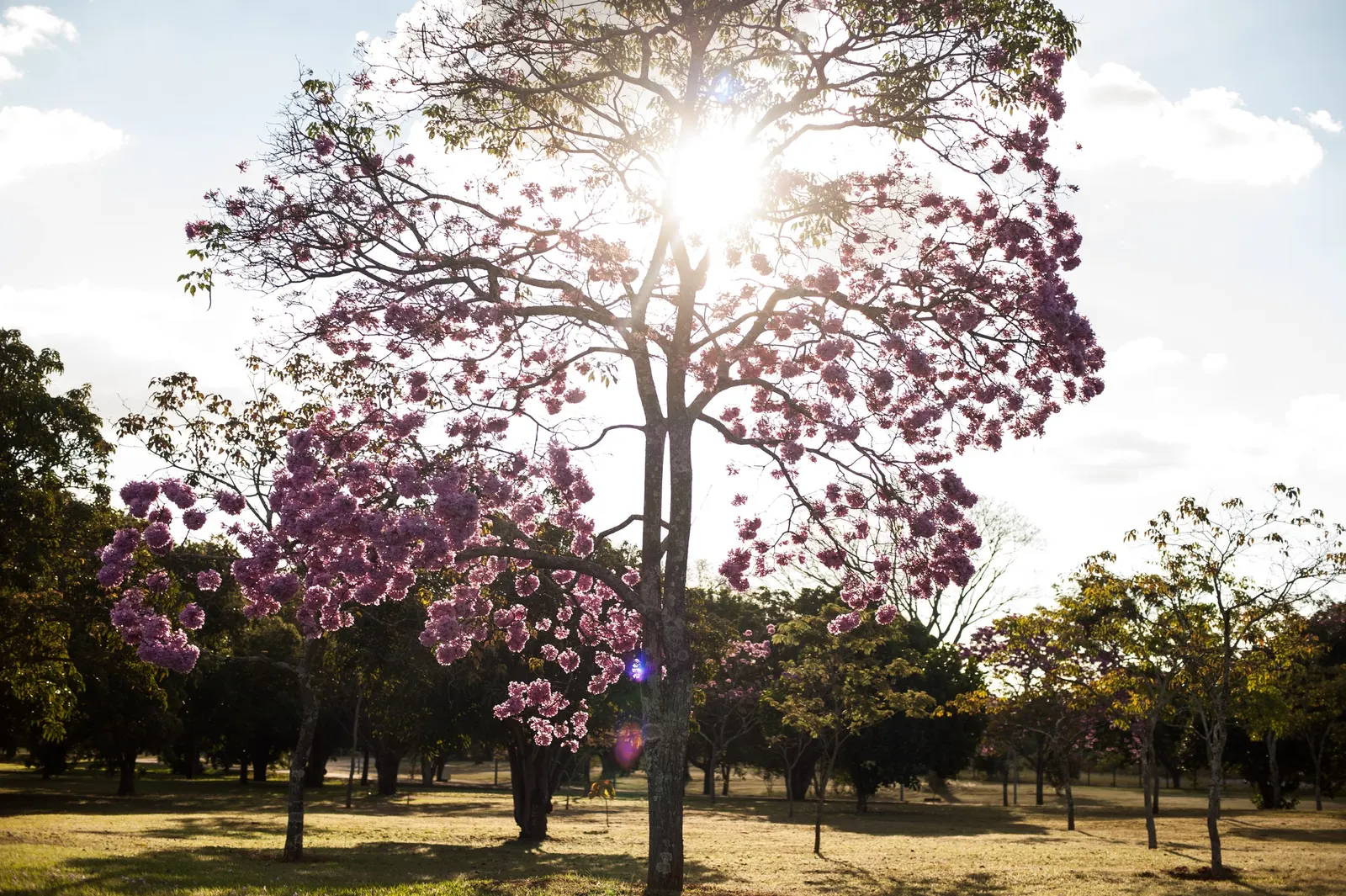 Pink Trumpet Tree (Tabebuia Impetiginosa) — tree for full or half; taking into account its eventual width to avoid overcrowding, image 119