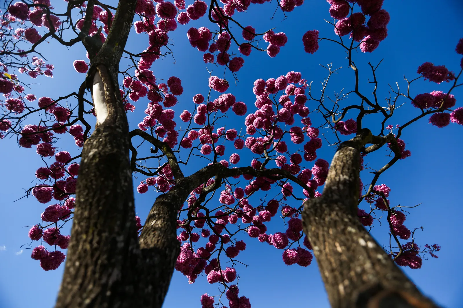 Pink Trumpet Tree (Tabebuia Impetiginosa) — Ideal for statement pieces in large areas, providing shade and spectacular seasonal color; reaching up, image 122