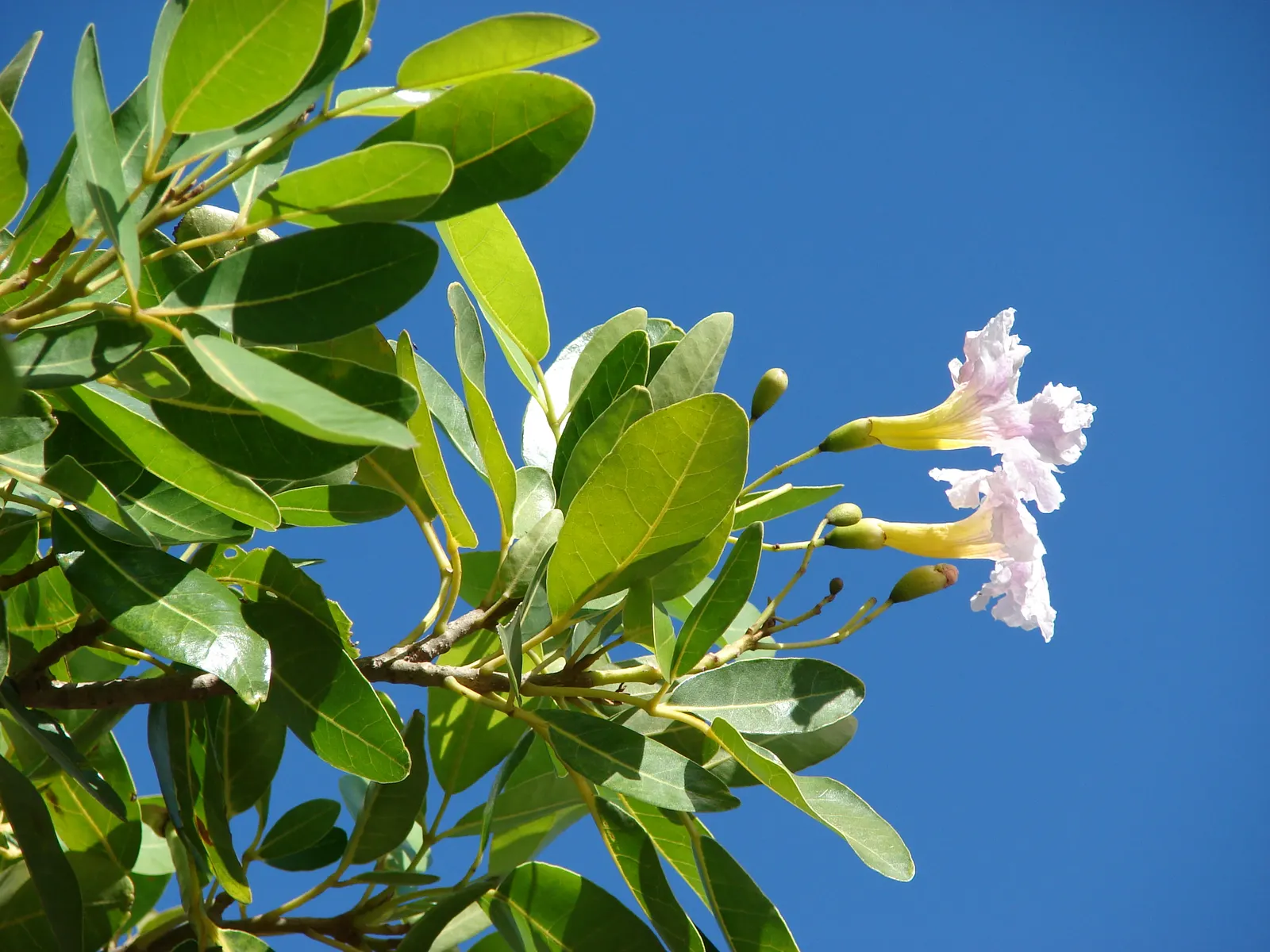 Pink Trumpet Tree (Tabebuia Impetiginosa) — this species boasts a moderate growth rate and a broad; prefers well-drained soil, full sun exposure, image 42