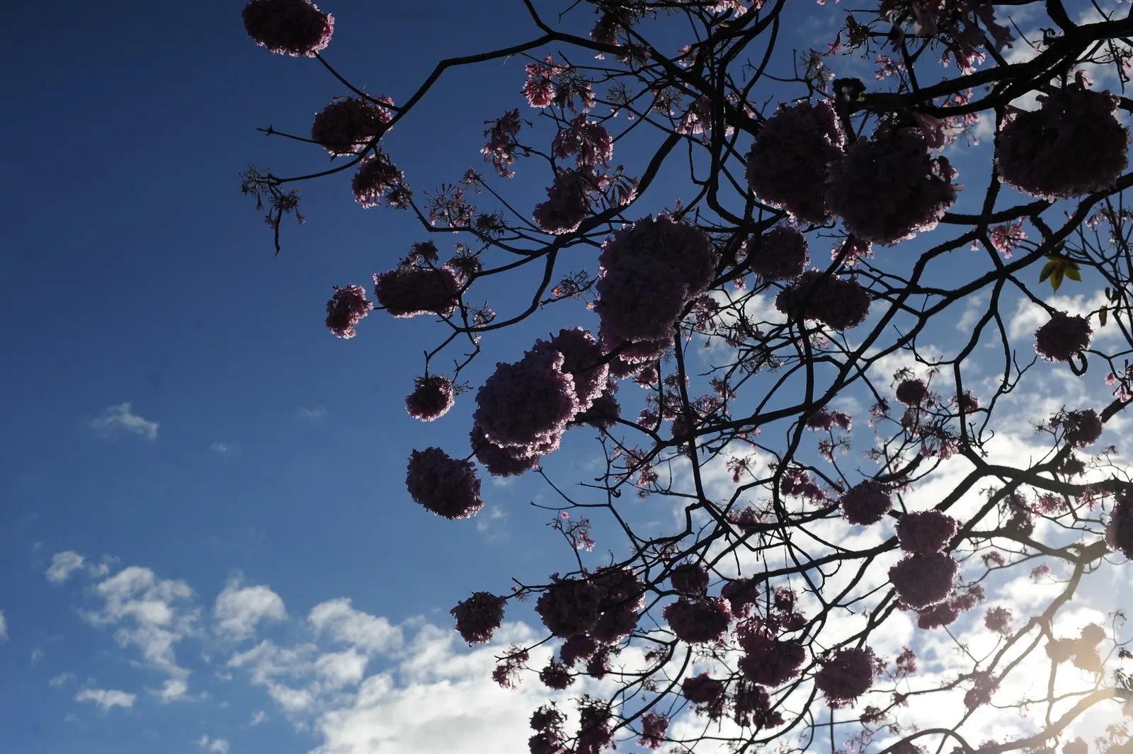 Pink Trumpet Tree (Tabebuia Impetiginosa) — tree with multi-colored and pink blooms; often growing to a height of 20 to 30 feet with a similar, image 118