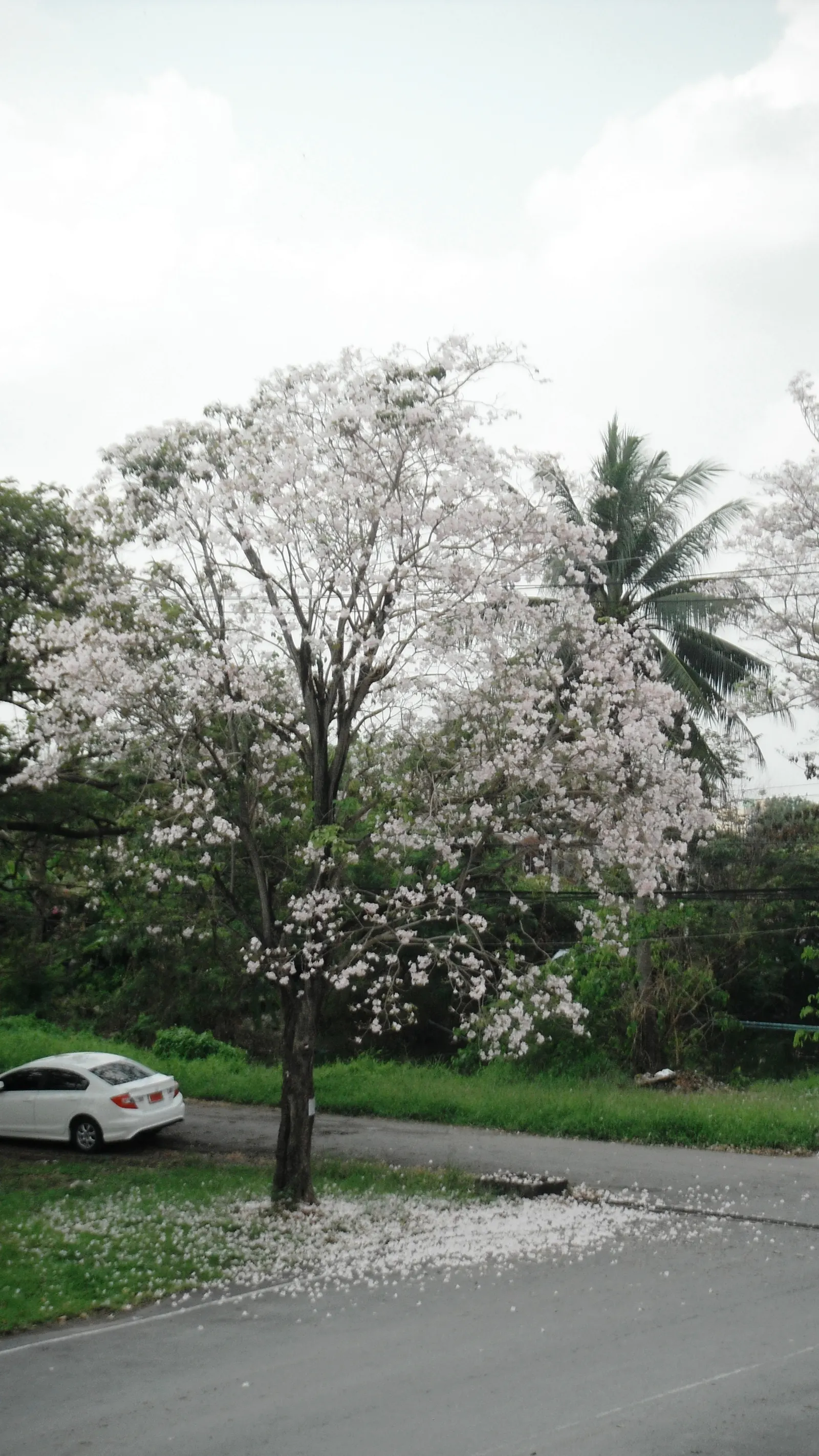 Pink Trumpet Tree (Tabebuia Impetiginosa) — Ideal for statement pieces in large areas, providing shade and spectacular seasonal color; reaching up, image 71