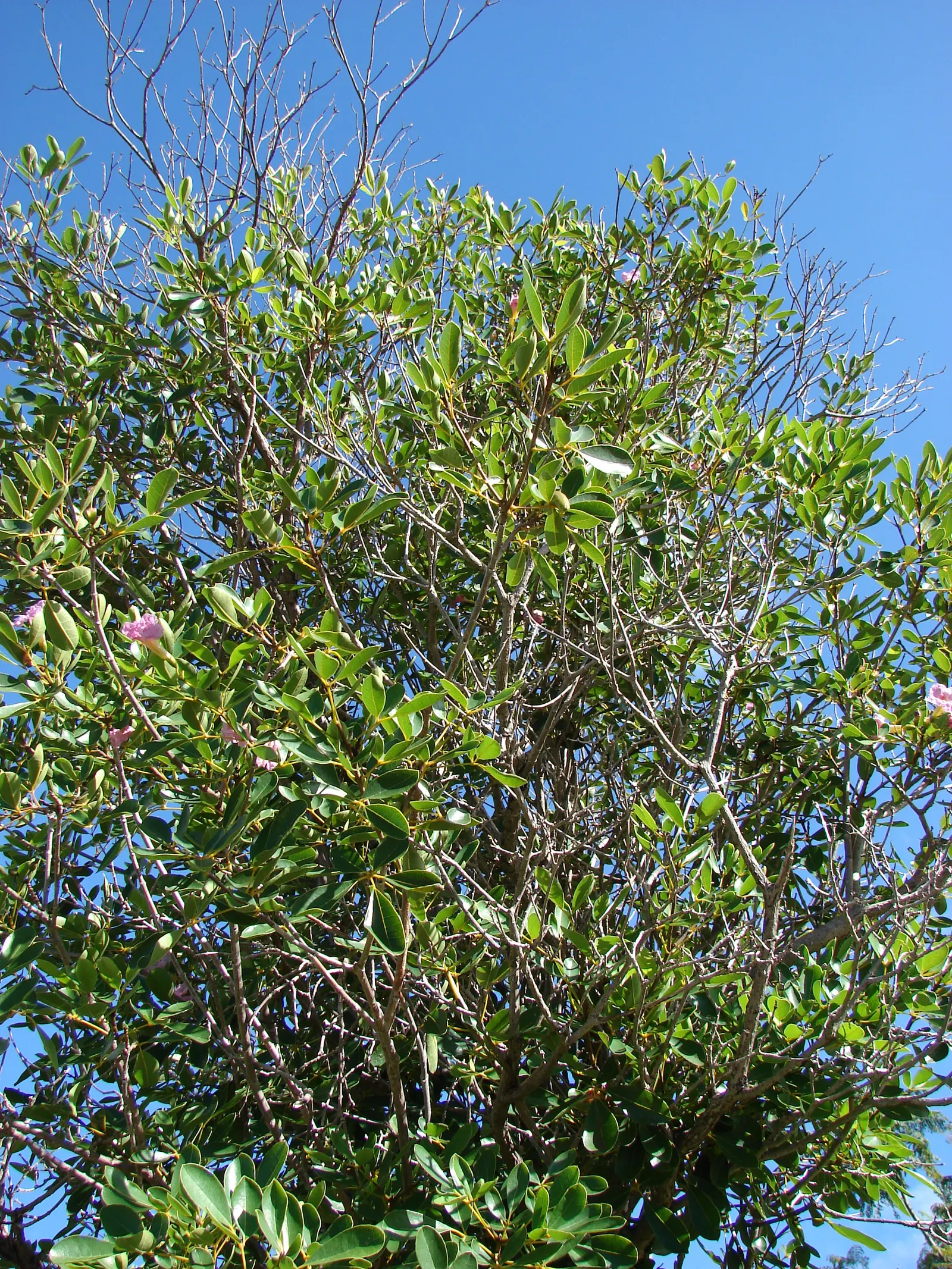 Pink Trumpet Tree (Tabebuia Impetiginosa) — Ideal for statement pieces in large areas, providing shade and spectacular seasonal color; reaching up, image 54