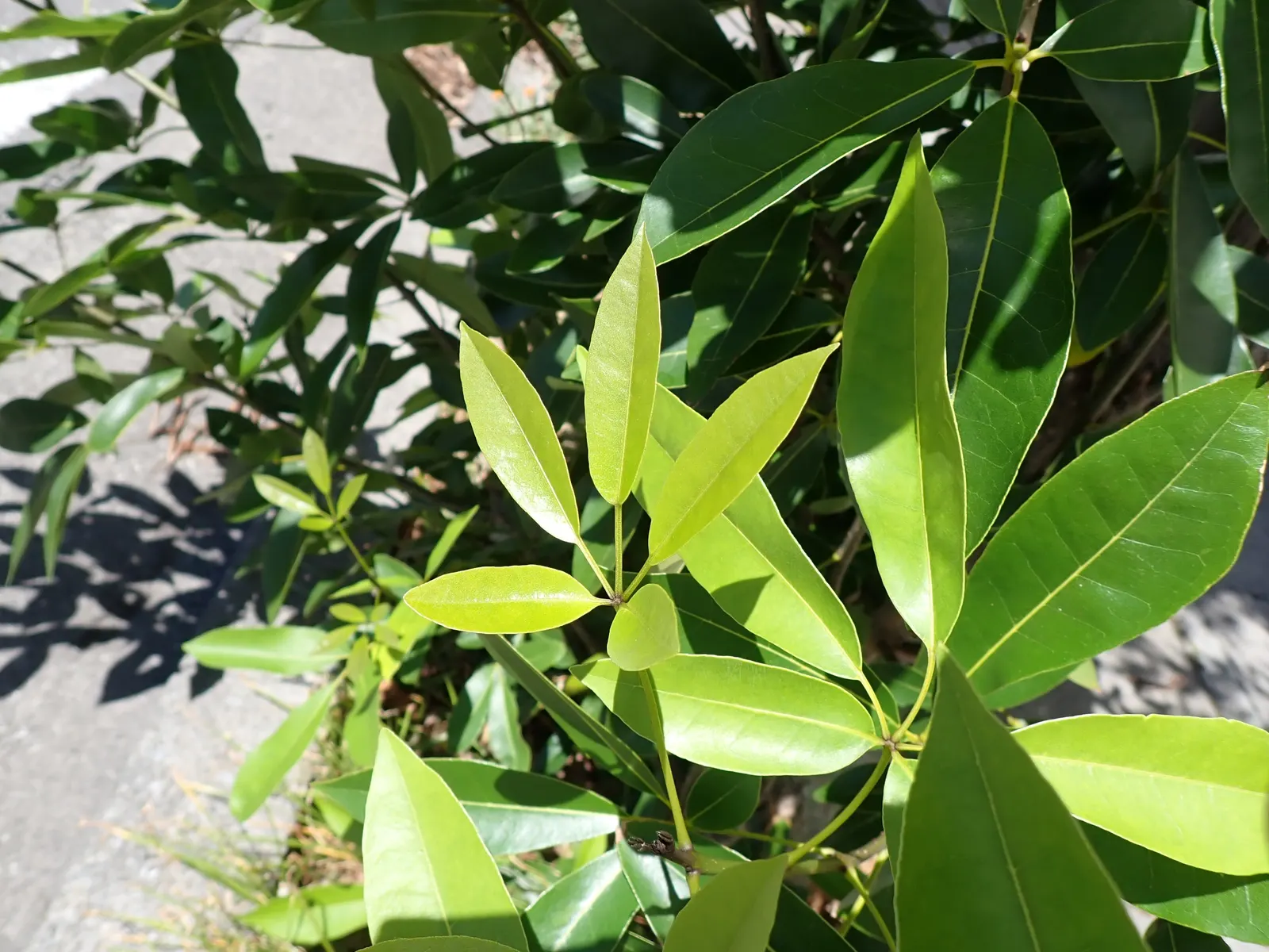 Pink Trumpet Tree (Tabebuia Impetiginosa) — which are deep green throughout the growing season and can grow up to 6 to 8 inches long; is a, image 45