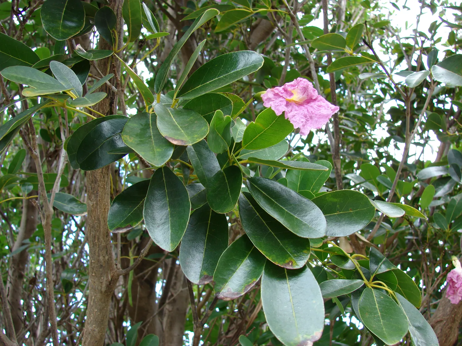 Pink Trumpet Tree (Tabebuia Impetiginosa) — which are deep green throughout the growing season and can grow up to 6 to 8 inches long; is a, image 62