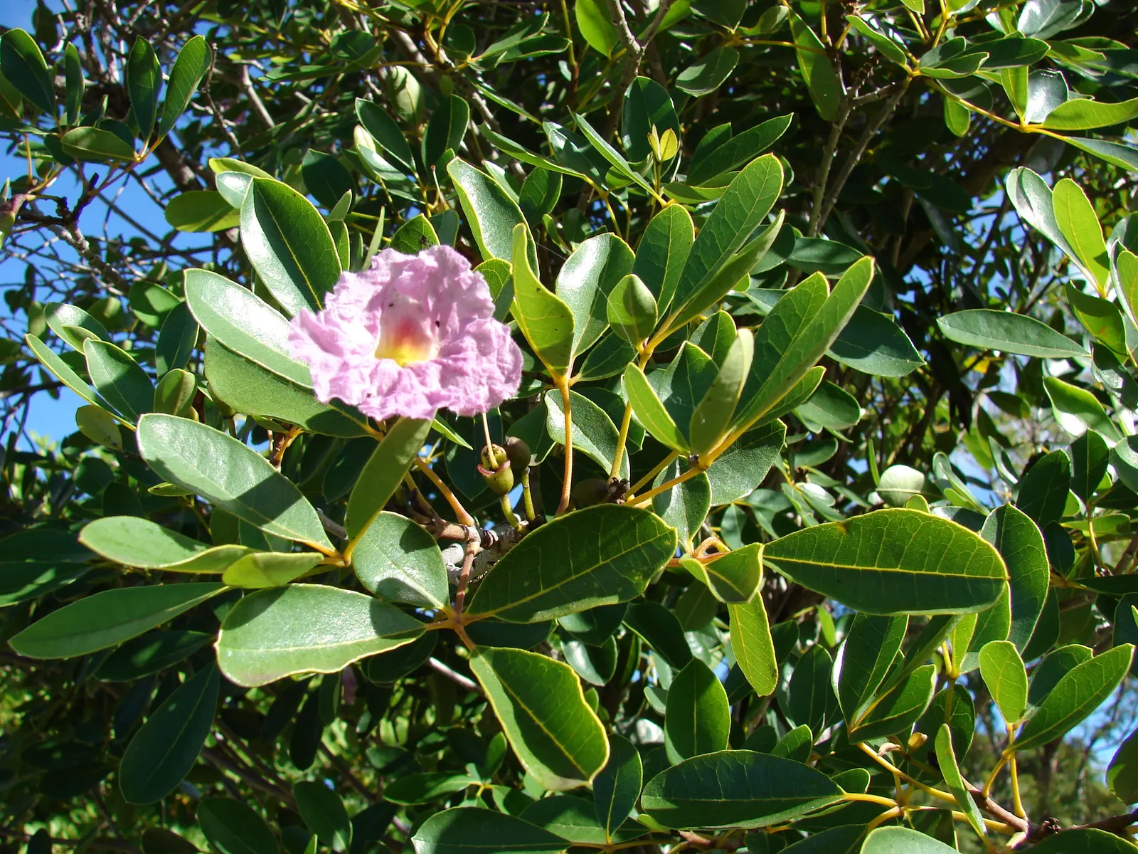 Pink Trumpet Tree (Tabebuia Impetiginosa) — tree with multi-colored and pink blooms; often growing to a height of 20 to 30 feet with a similar, image 50