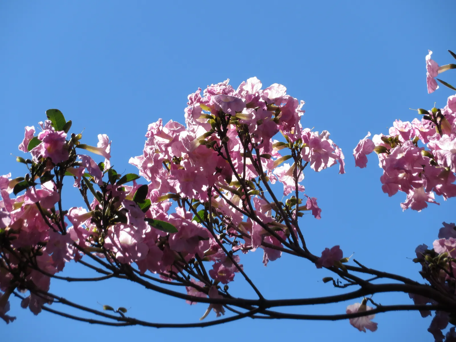 Pink Trumpet Tree (Tabebuia Impetiginosa) — Regular pruning may be necessary to maintain a strong structure, particularly when the tree is young; ideal for