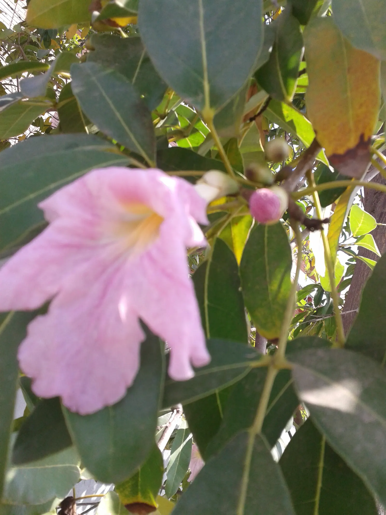 Pink Trumpet Tree (Tabebuia Impetiginosa) — tree with multi-colored and pink blooms; often growing to a height of 20 to 30 feet with a similar, image 101