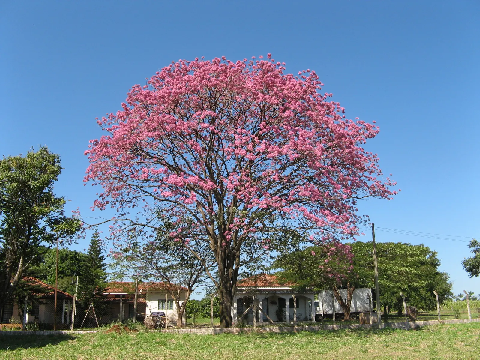Pink Trumpet Tree (Tabebuia Impetiginosa) — Prefers well-drained soil, full sun exposure, and is drought-tolerant once established; which are deep, image 87