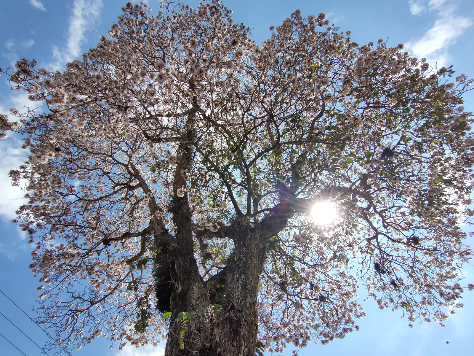 Pink Trumpet Tree (Tabebuia Impetiginosa) — which are deep green throughout the growing season and can grow up to 6 to 8 inches long; is a, image 79