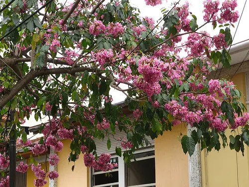 Pink Trumpet Tree (Tabebuia Impetiginosa) — Ideal for statement pieces in large areas, providing shade and spectacular seasonal color; reaching up, image 88
