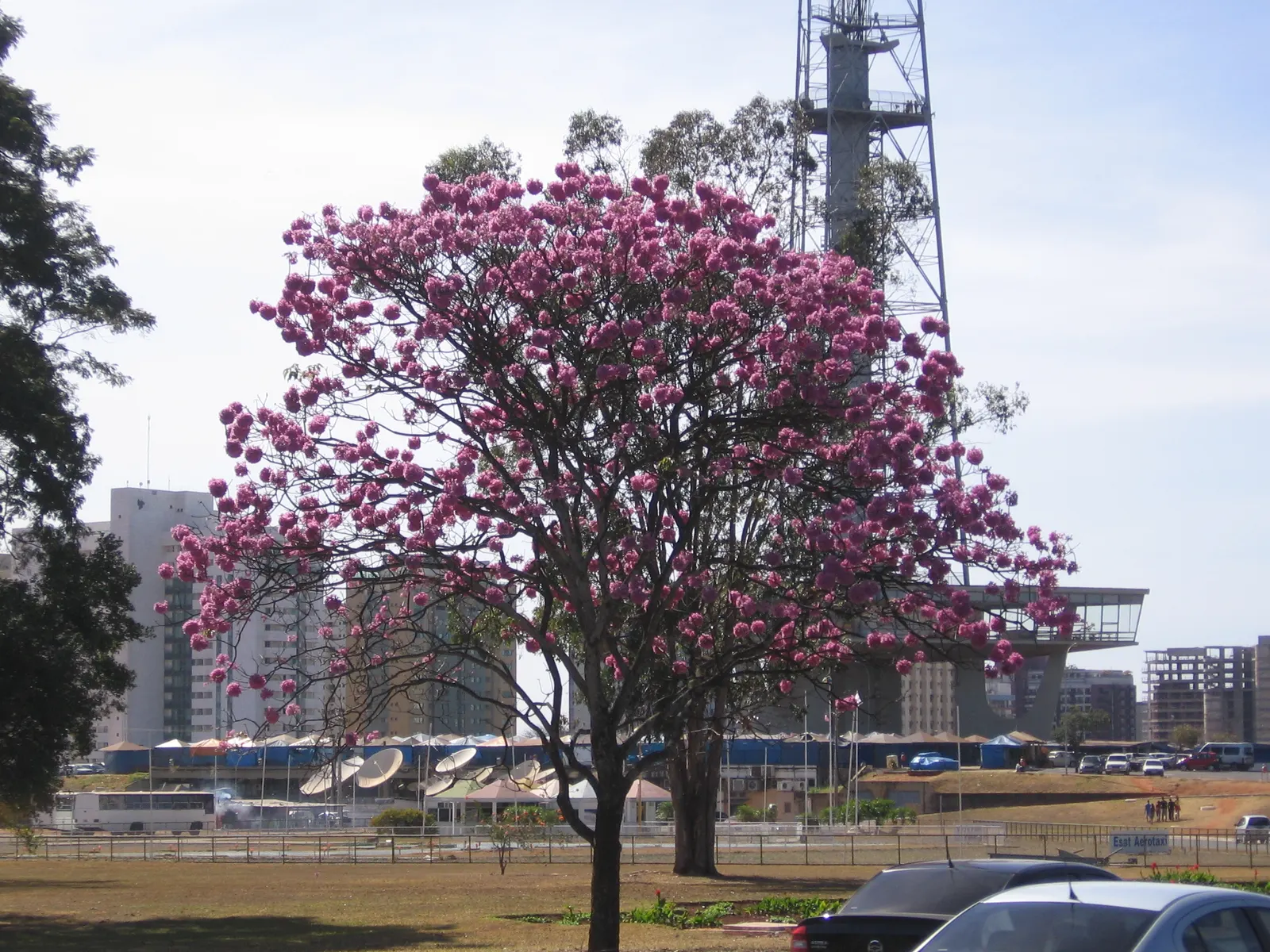 Pink Trumpet Tree (Tabebuia Impetiginosa) — multi-colored and pink flowers in the garden; tree for full or half, image 134