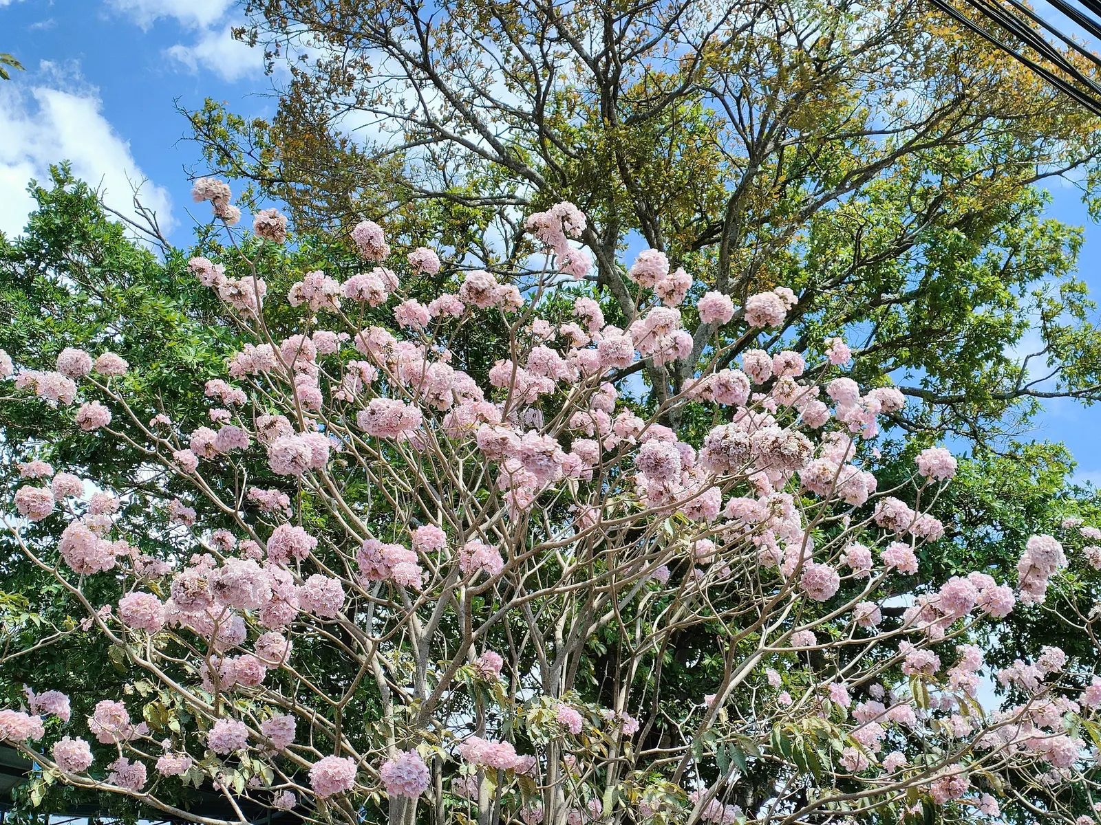 Pink Trumpet Tree (Tabebuia Impetiginosa) — tree with multi-colored and pink blooms; often growing to a height of 20 to 30 feet with a similar, image 84